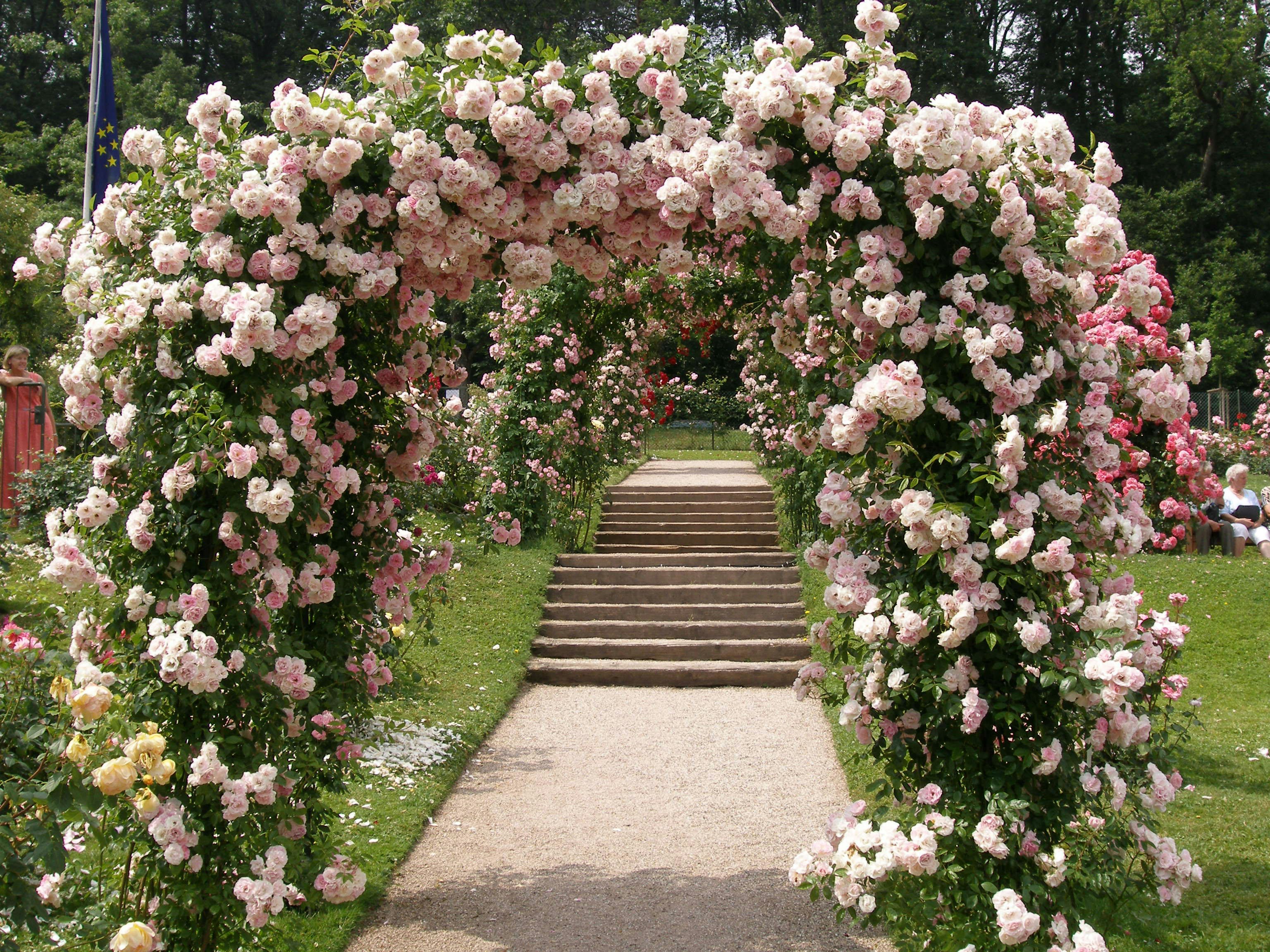 Kletterrosen für Rosenbögen – geeignete Sorten | OBI Kletterrosen für Rosenbögen – geeignete Sorten | OBI