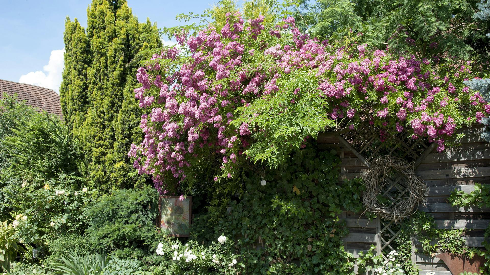 Rosa blühende Kletterrose „Maria Lisa“ an einem Zaun im Garten