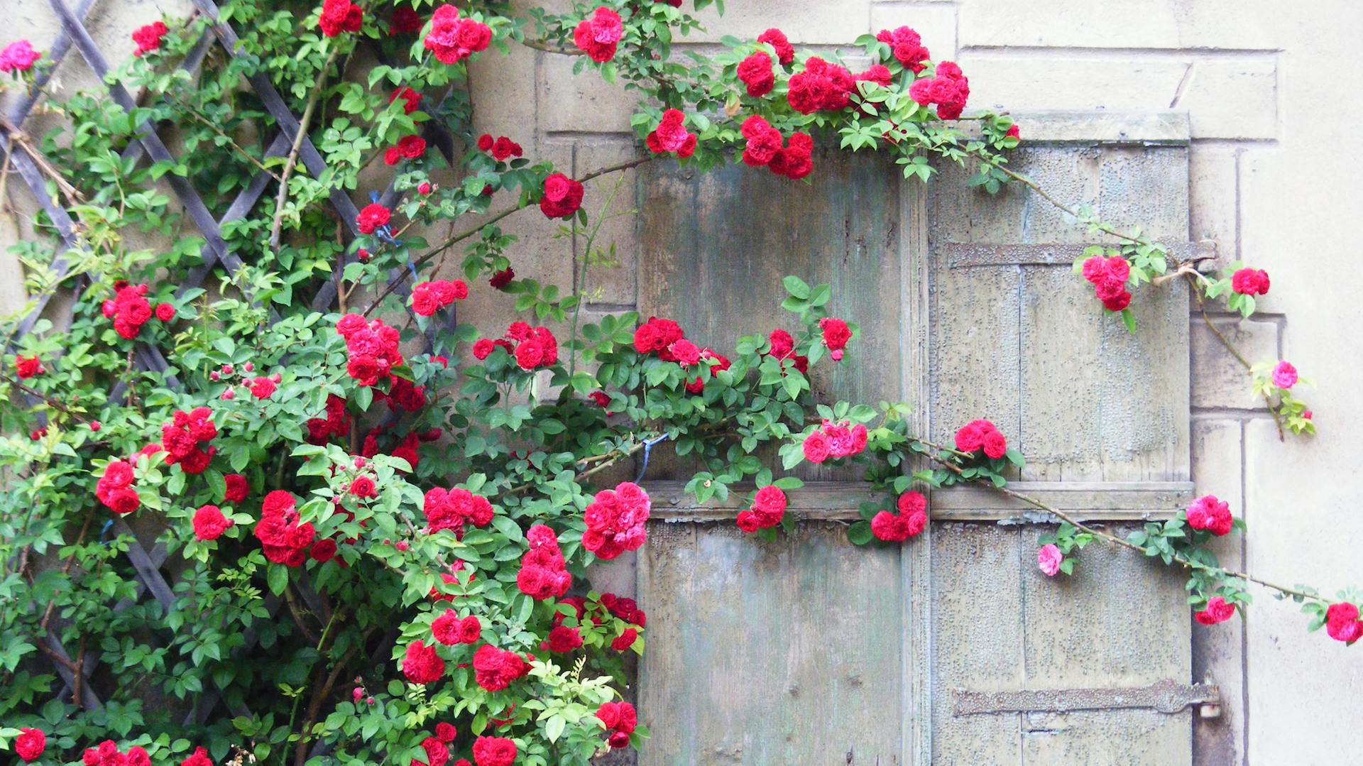 Rot blühende Kletterrose an einem alten Haus
