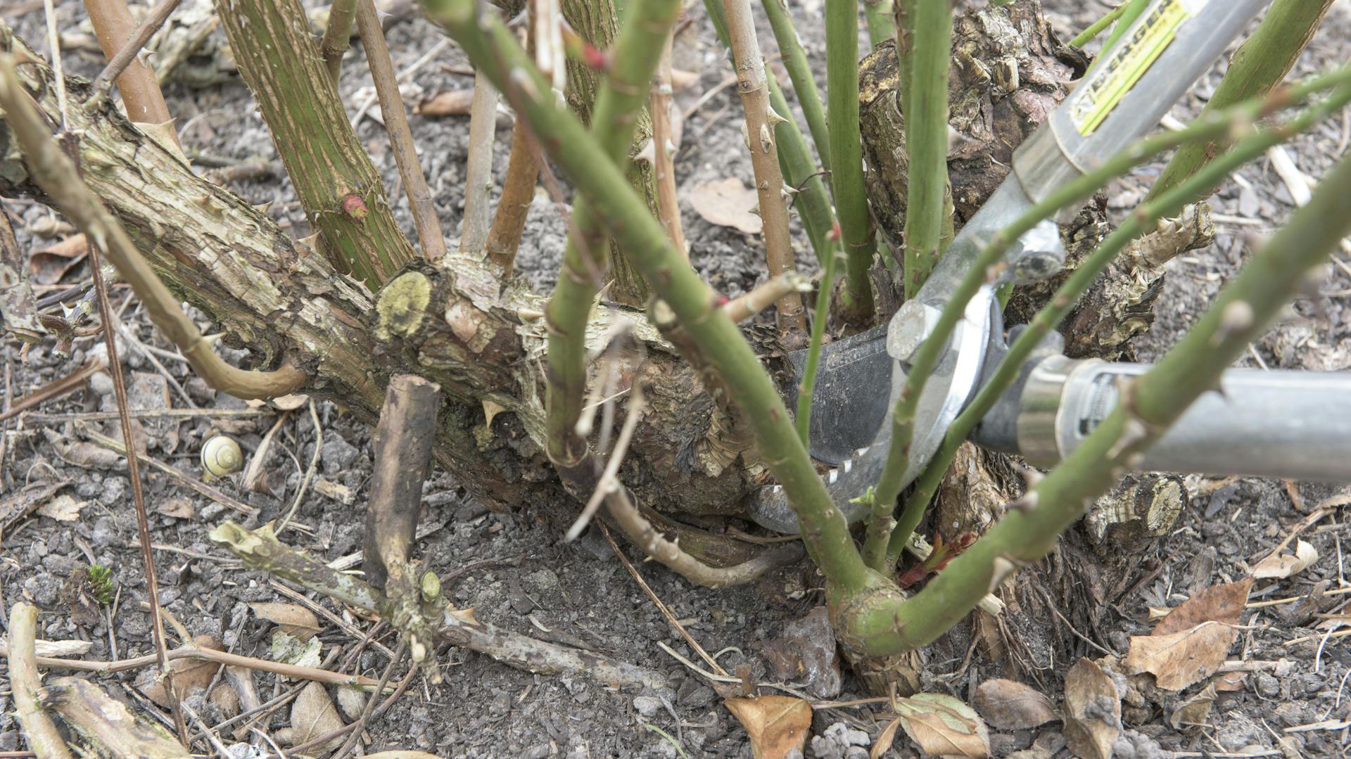 Verkahlte Kletterrose wird mit einer Gartenschere geschnitten