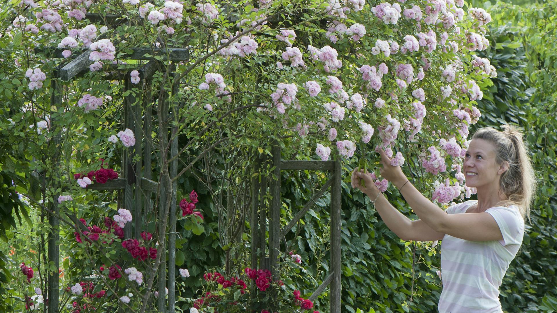 Frau neben einem Rosenbogen mit Ramblerrosen
