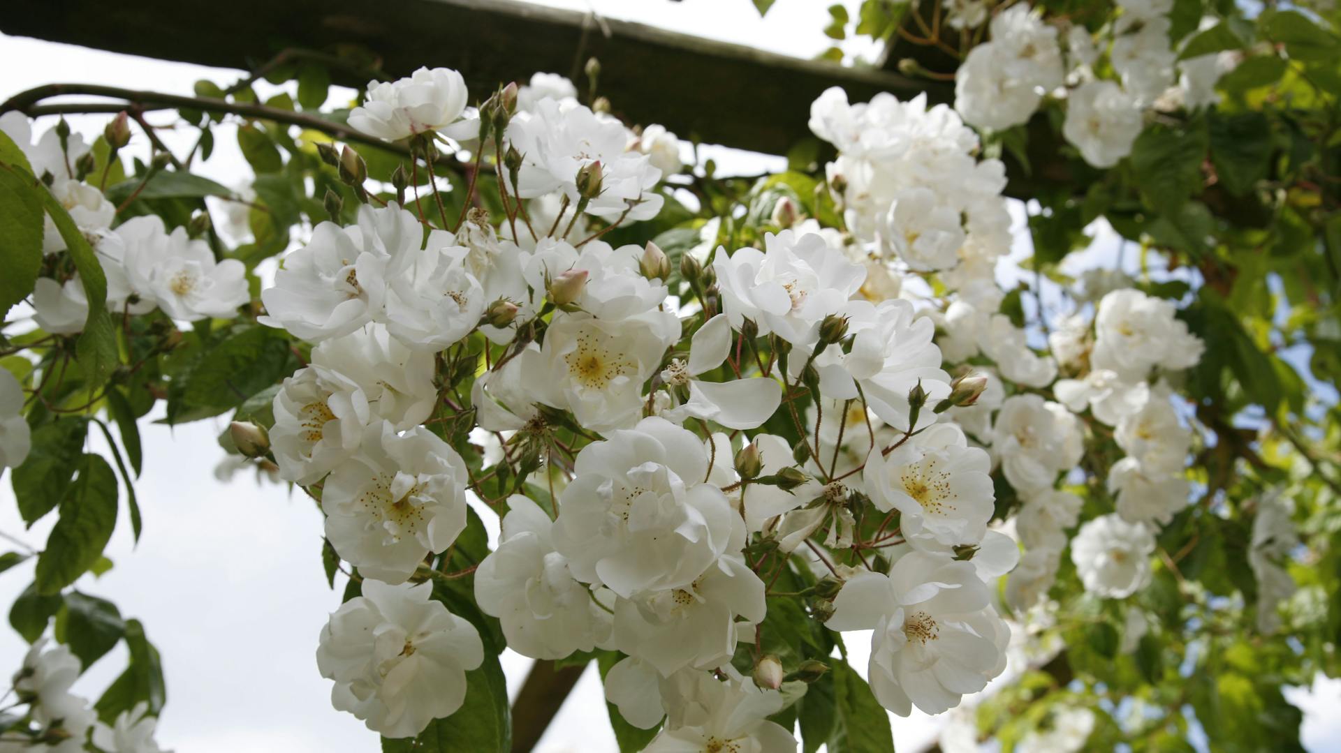 Weiße Kletterrosen der Sorte „Bobby James“ an einer Rankhilfe