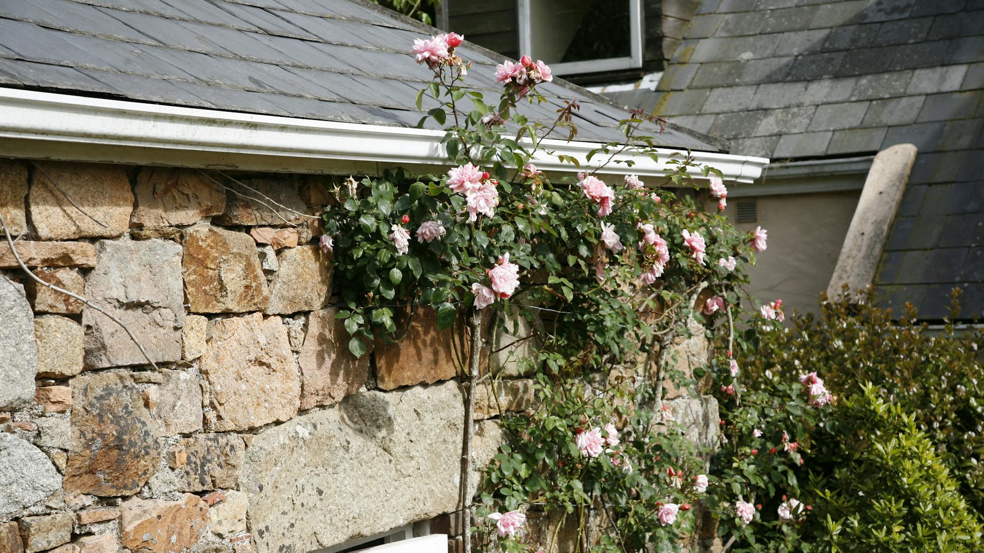 Rosa blühende Kletterrosen an der Hauswand