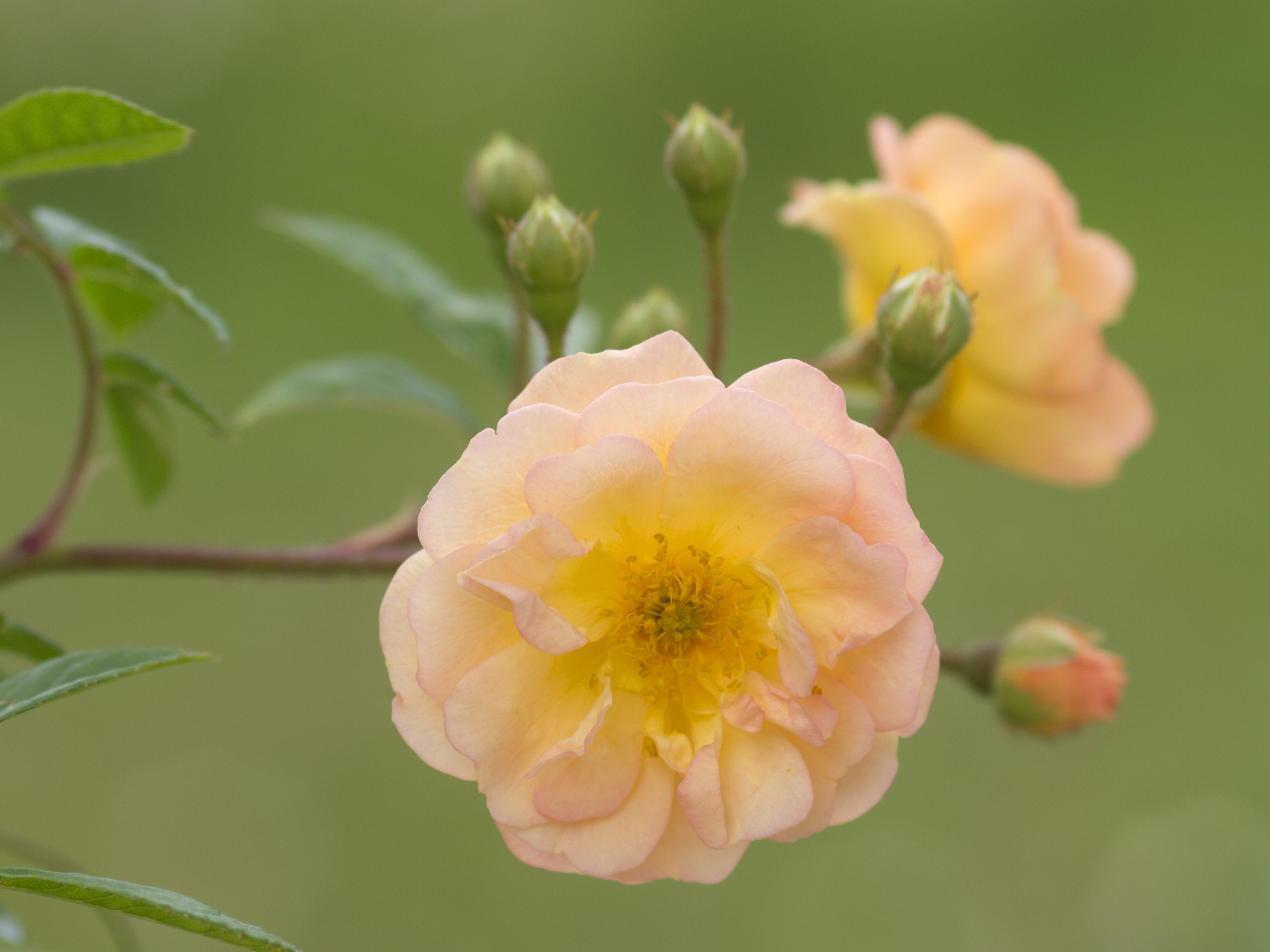 Detail popínavej ruže "Ghislaine de Féligonde
