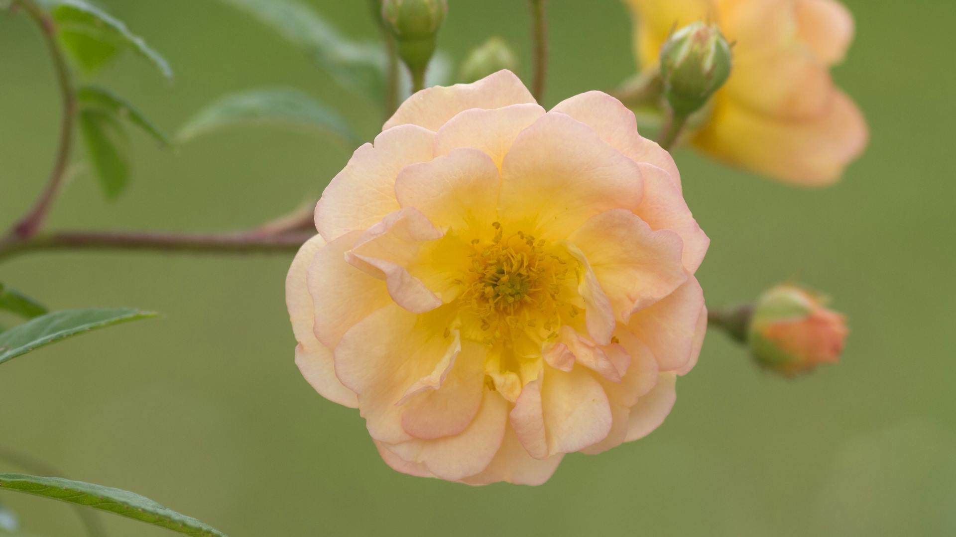 Nahaufnahme der Kletterrose „Ghislaine de Féligonde“