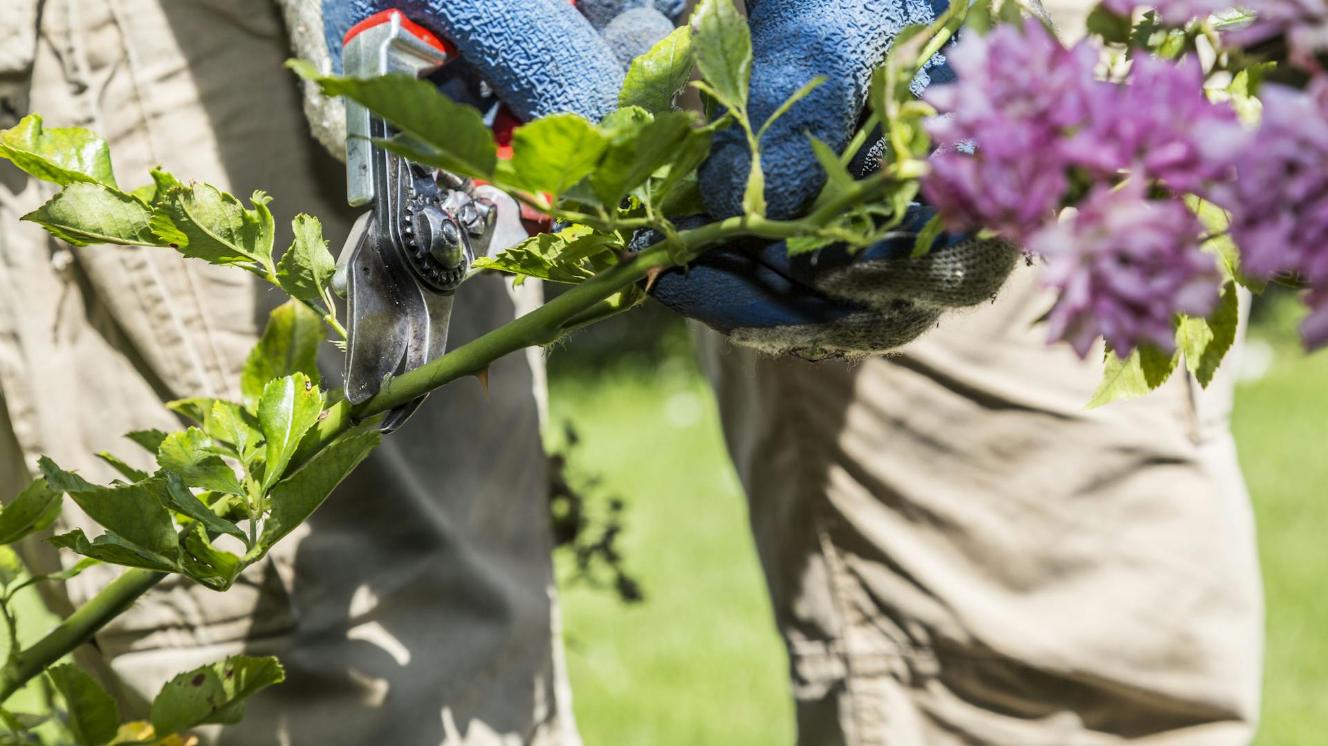 Heimwerker schneidet lange Triebe der Kletterrose mit Gartenschere zu.