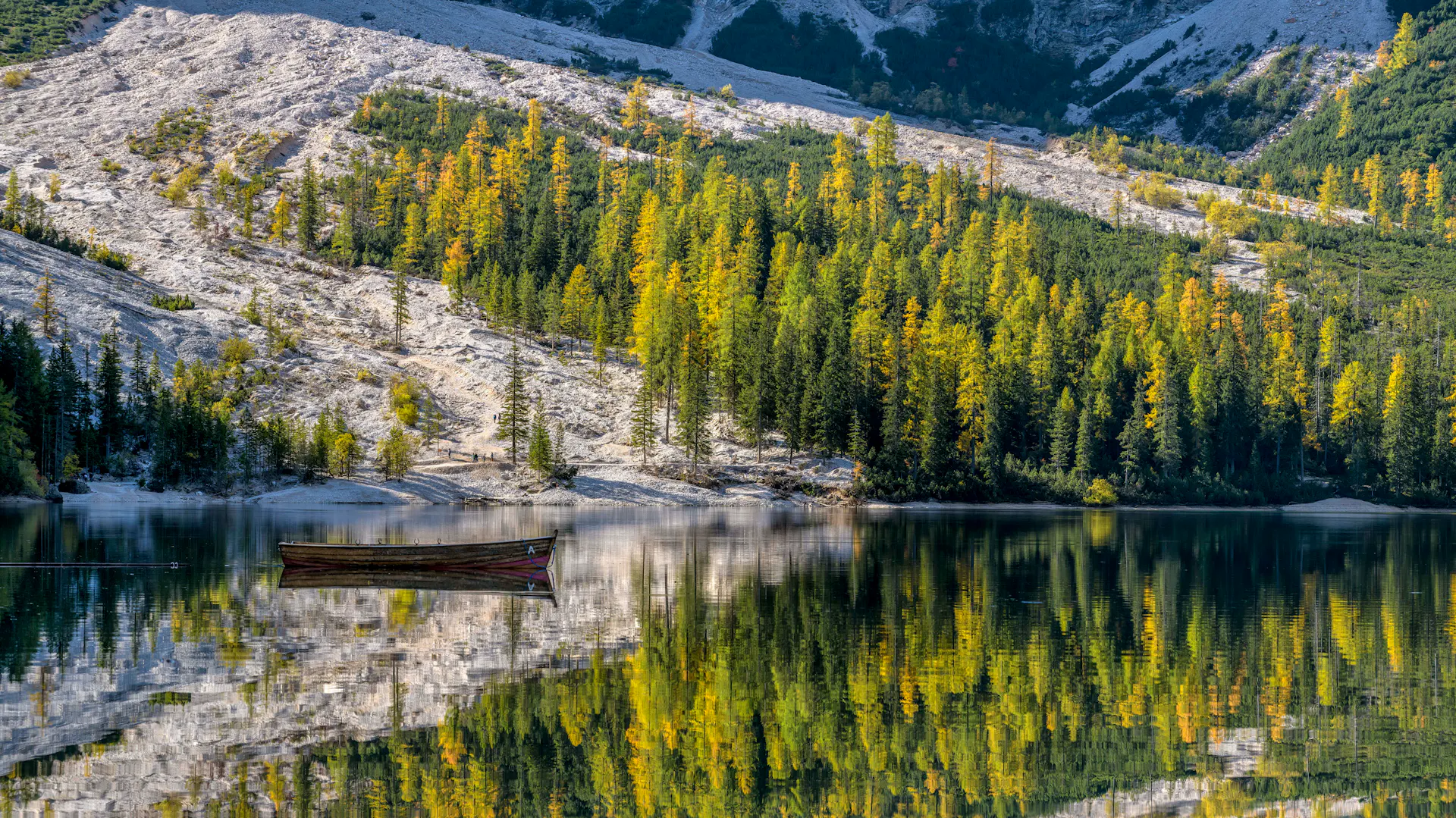 Hellgrüne Lärchen an einem Bergsee
