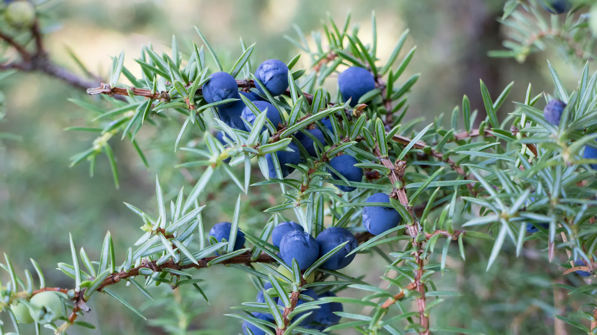 Wacholder mit dunkelblauen Beeren