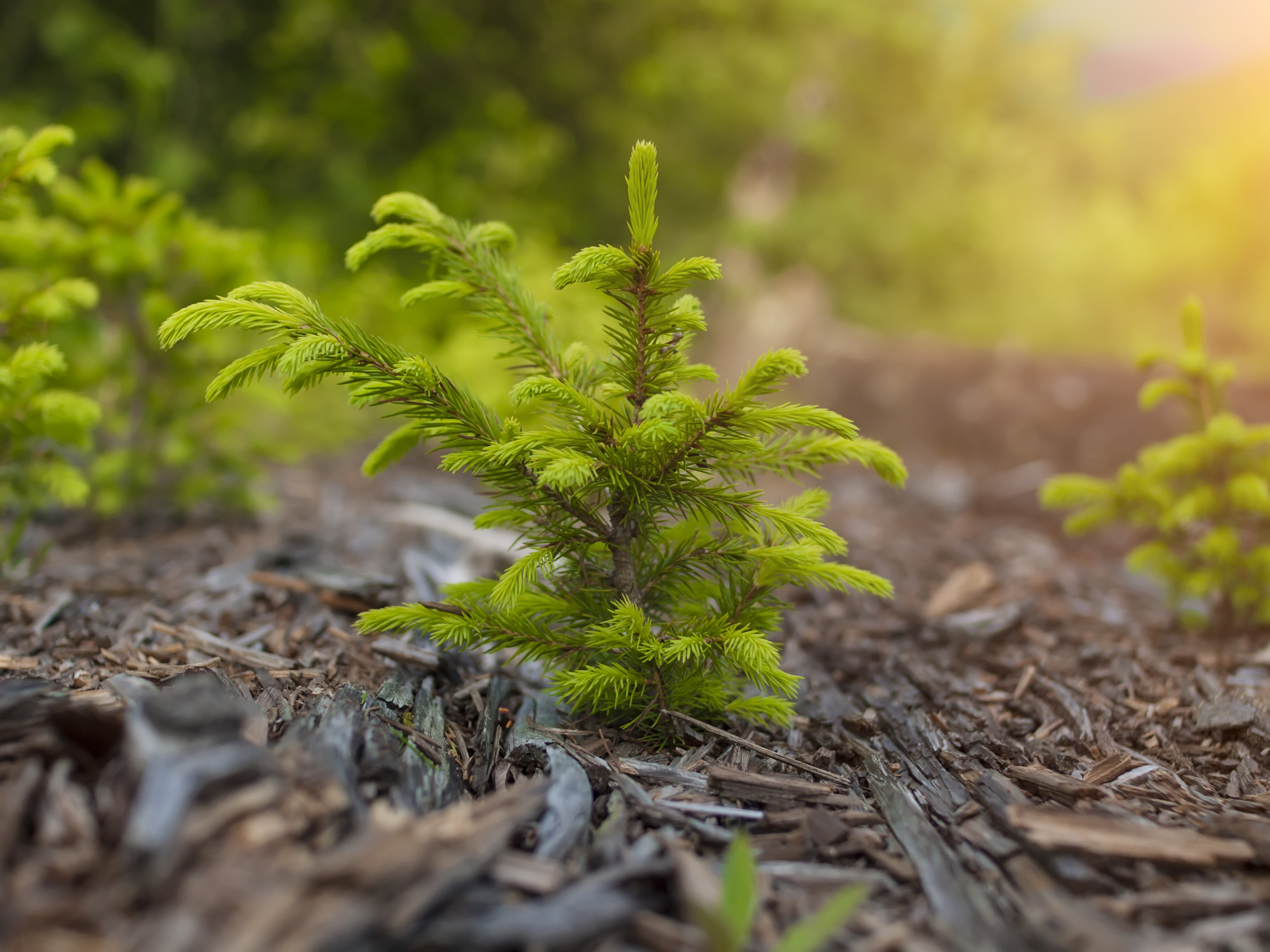 Junge Tanne im Wald