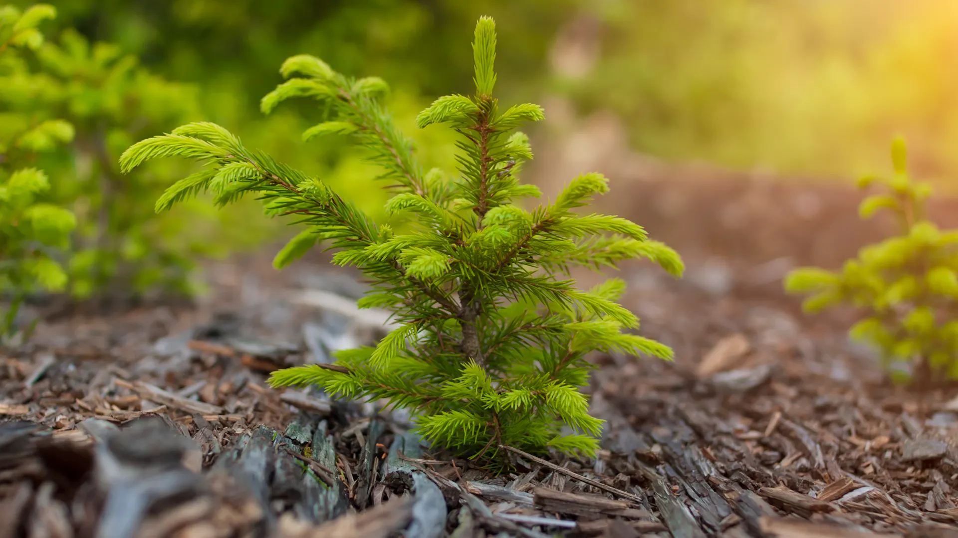 Junge Tanne im Wald