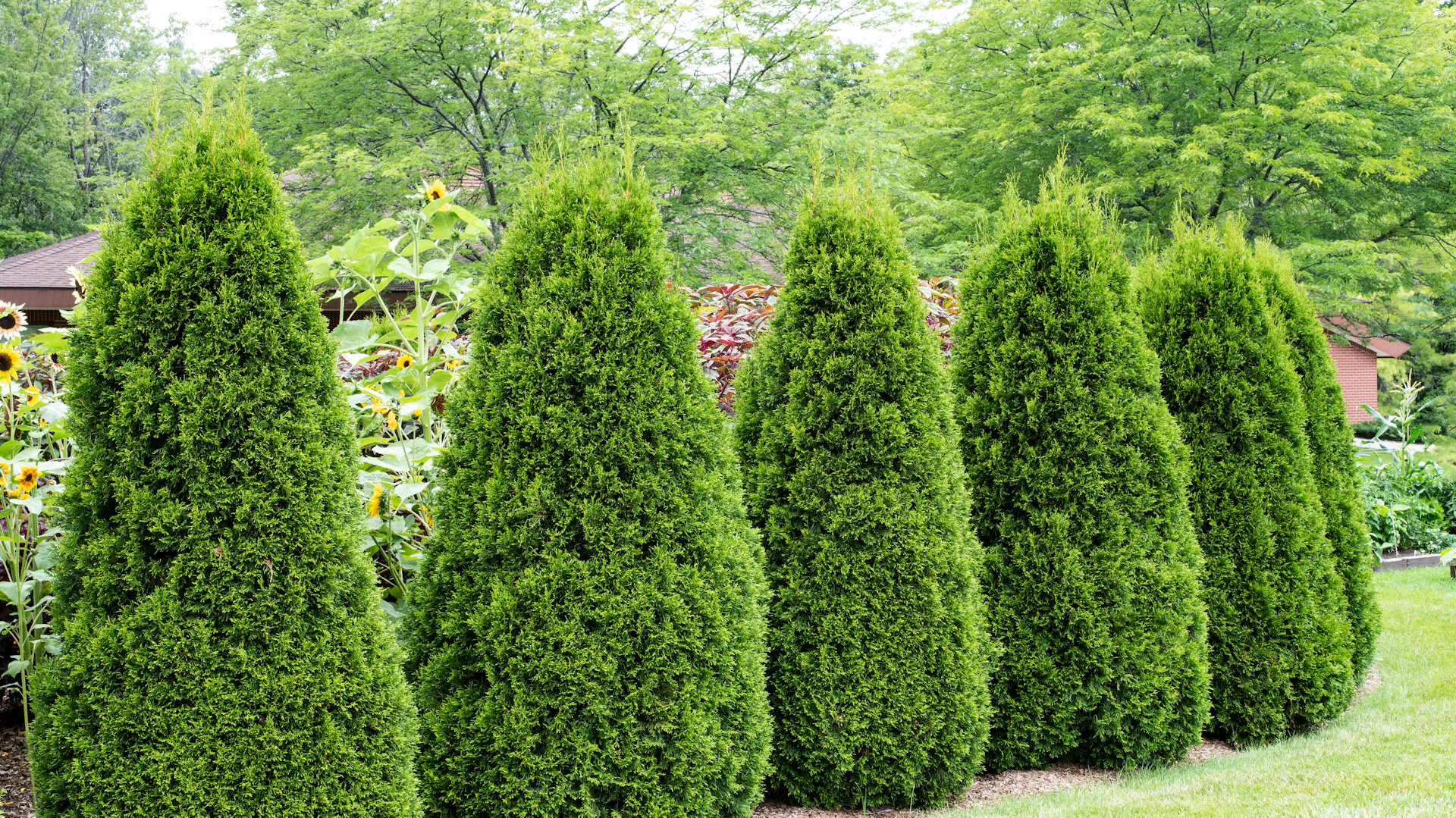 Eine Hecke aus Lebensbäumen im Garten
