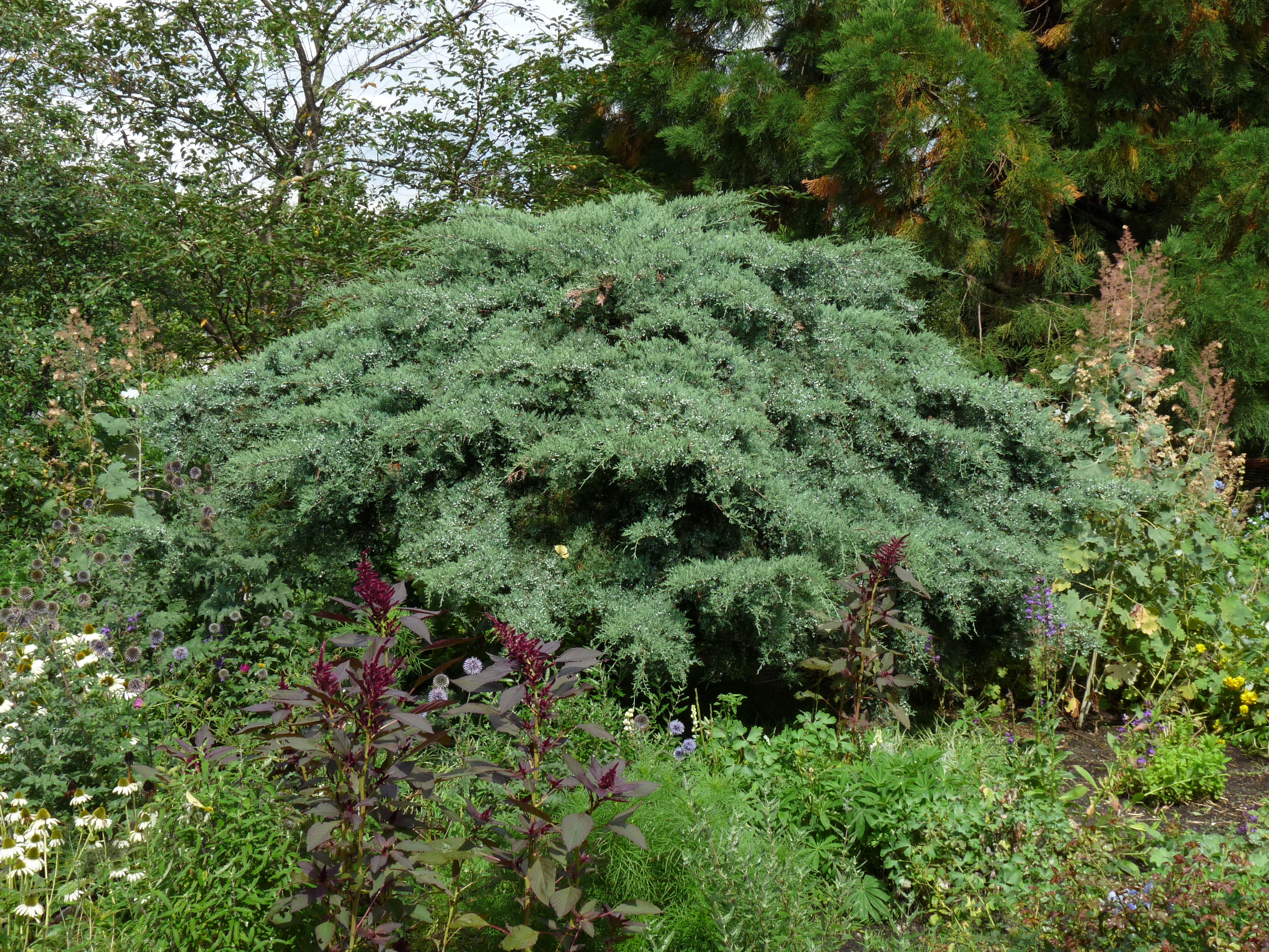 Wacholder im Garten