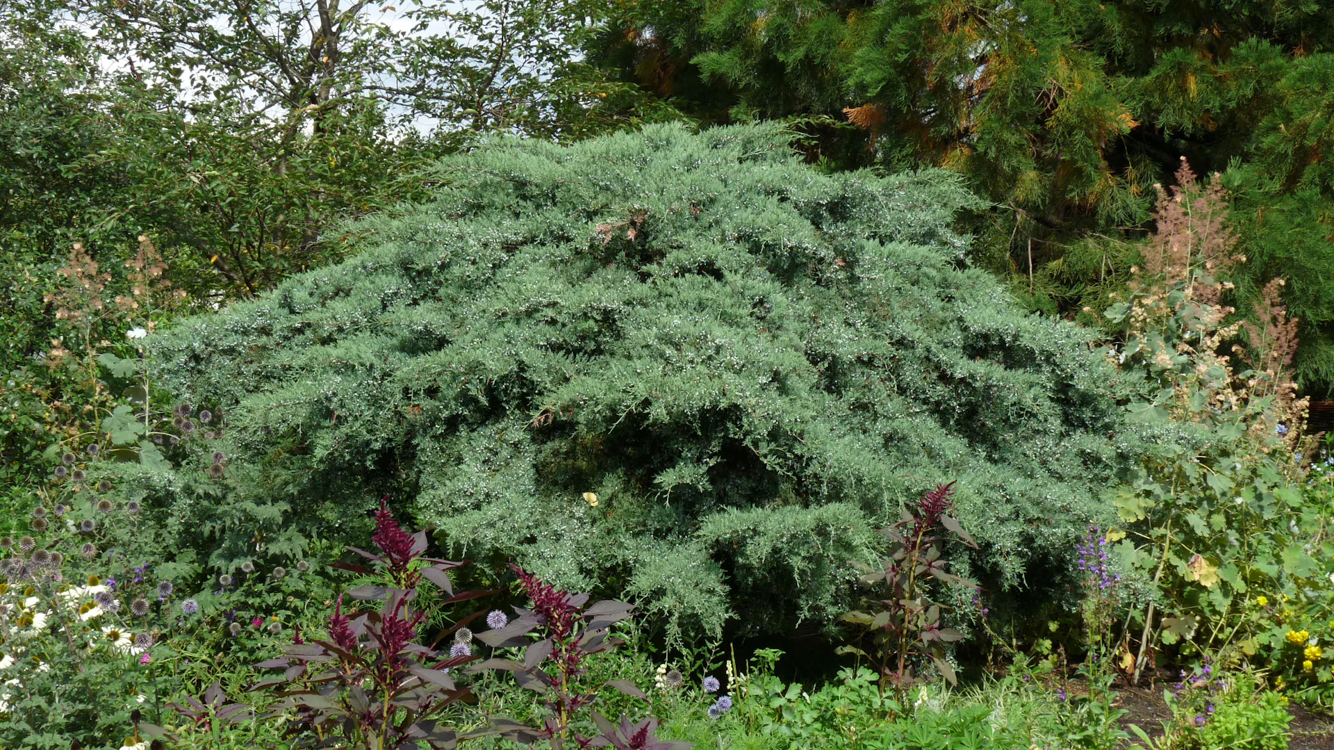 Wacholder im Garten