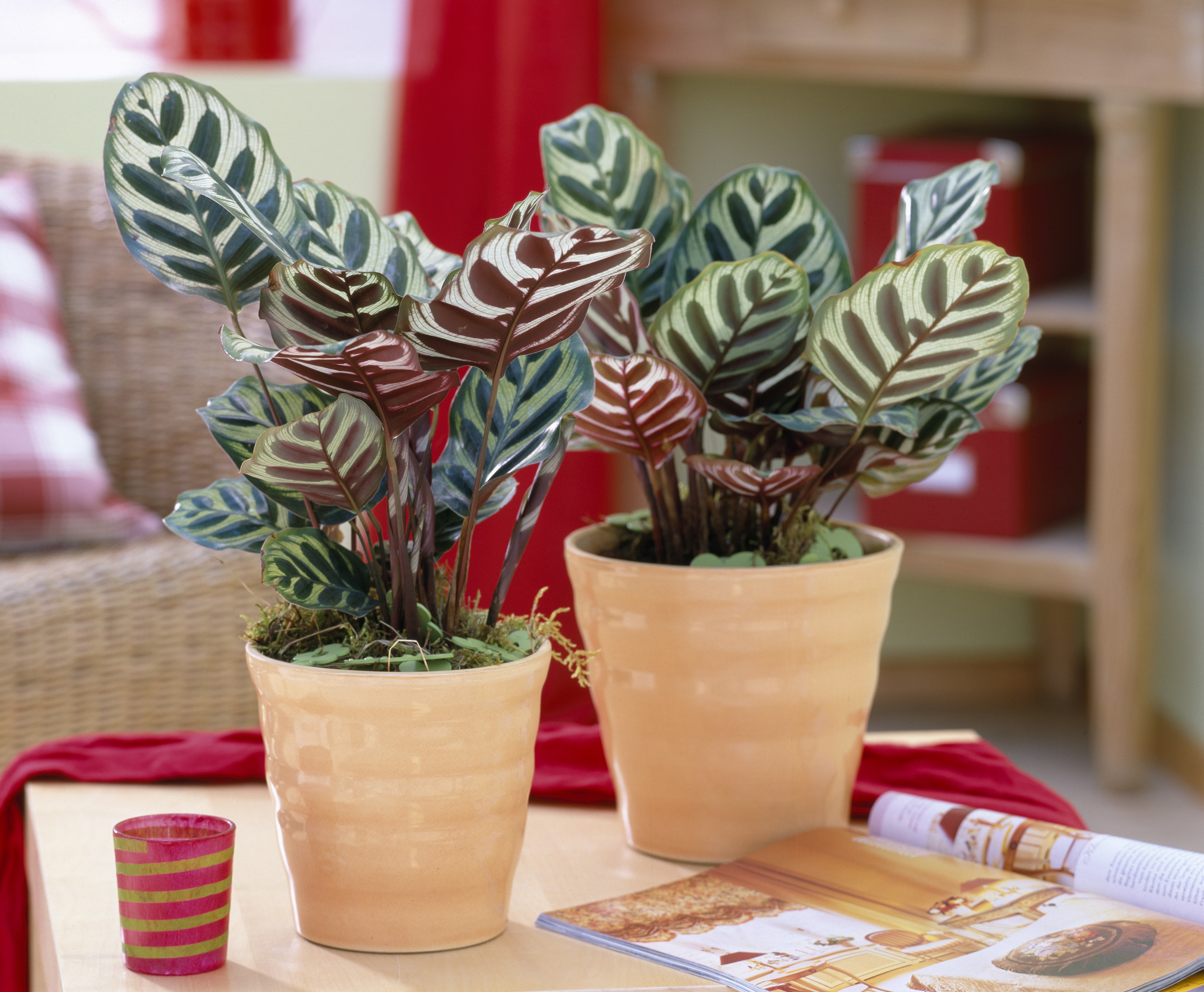 Zimmerpflanzen, die wenig Licht benötigen Tipps OBI