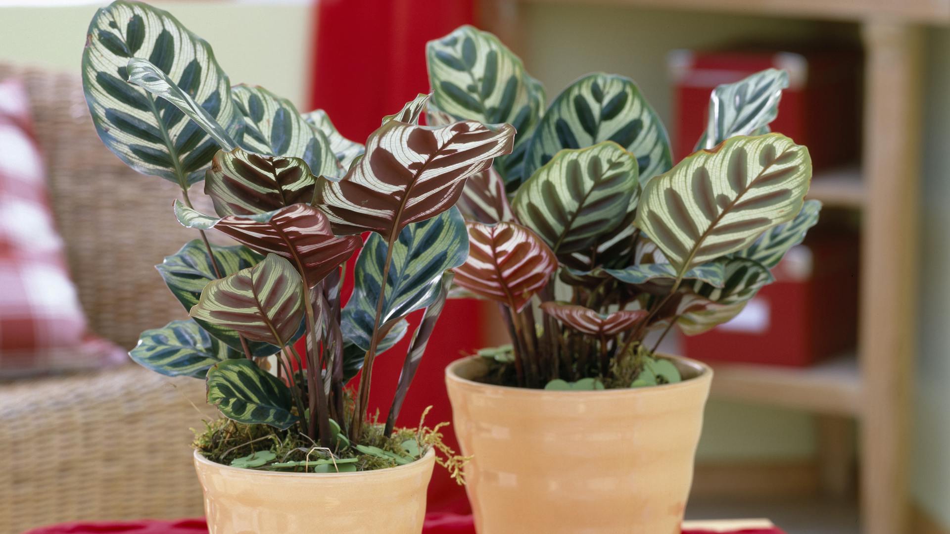 Korbmaranten in Töpfen als Zimmerpflanze auf einem Tisch