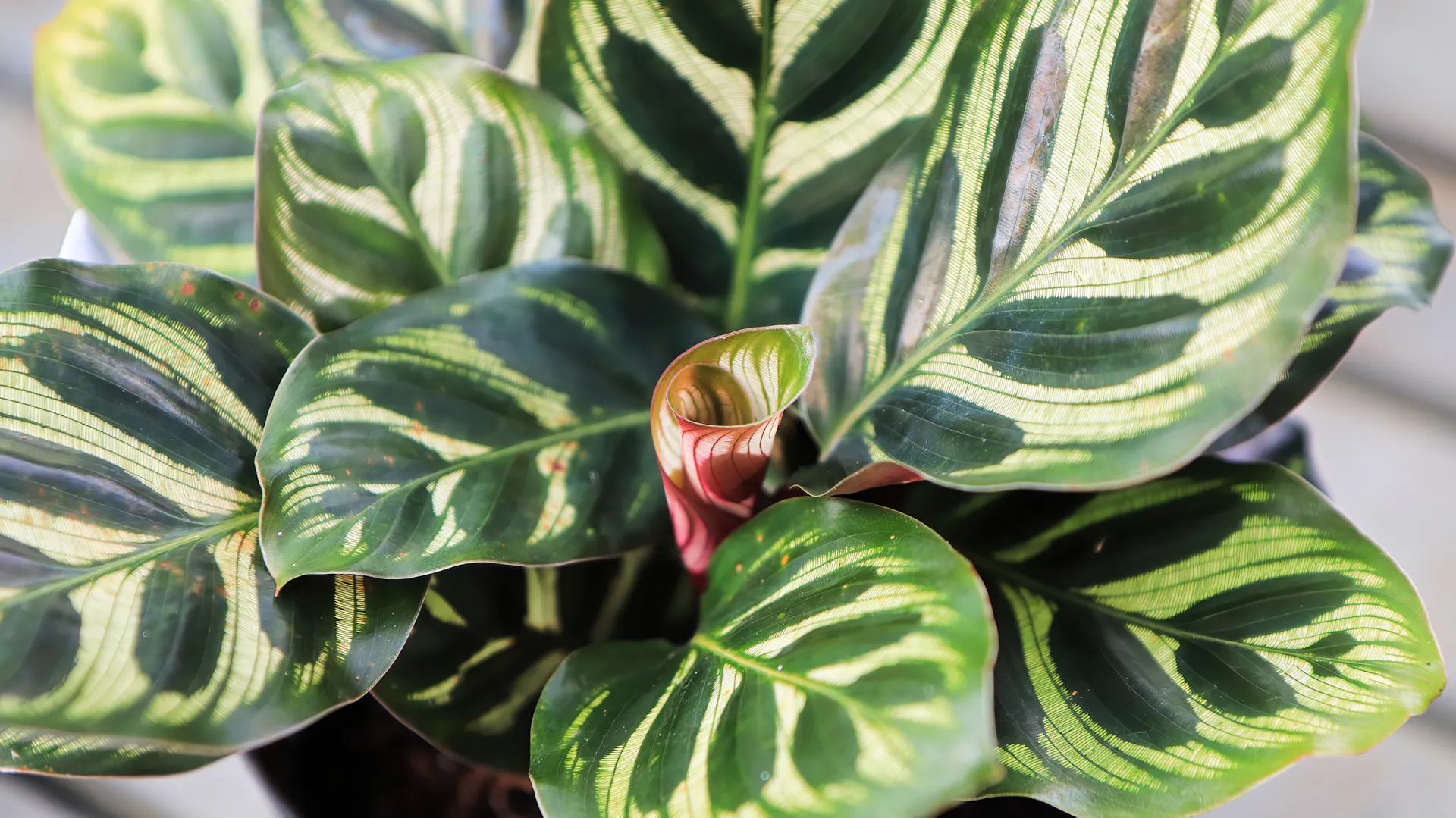 Calathea mit auffällig gemusterten grün-weiß-geblichen Blättern im Topf