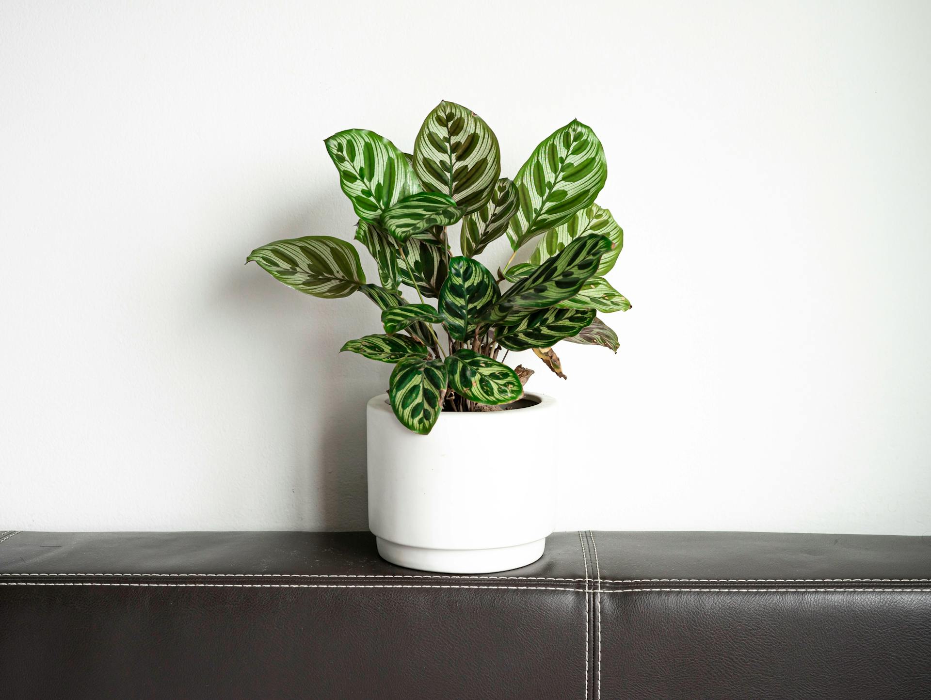 Zwei Töpfe mit Korbmarante auf einem Tisch.