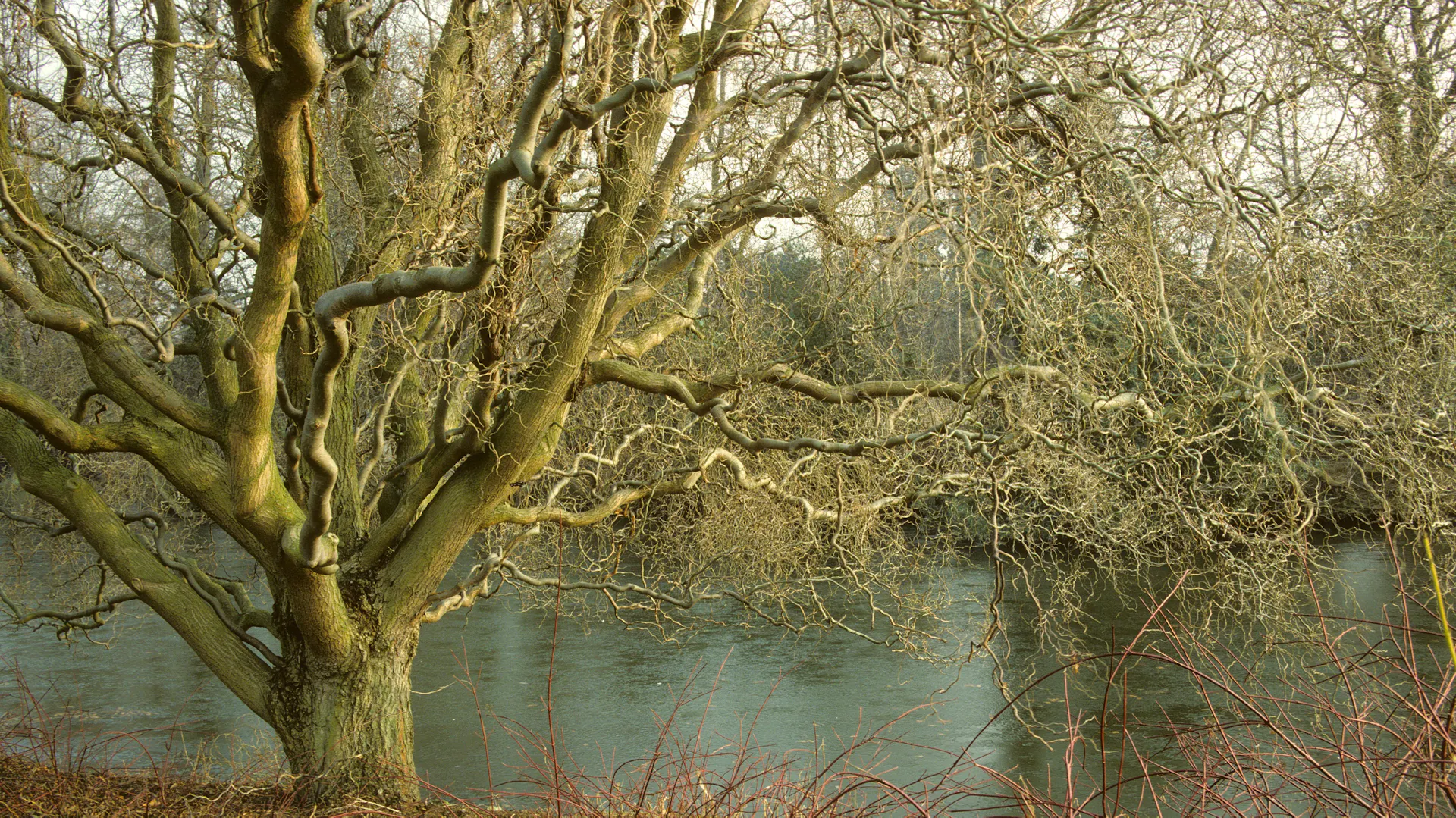 Korkenzieherweide an einem Fluss