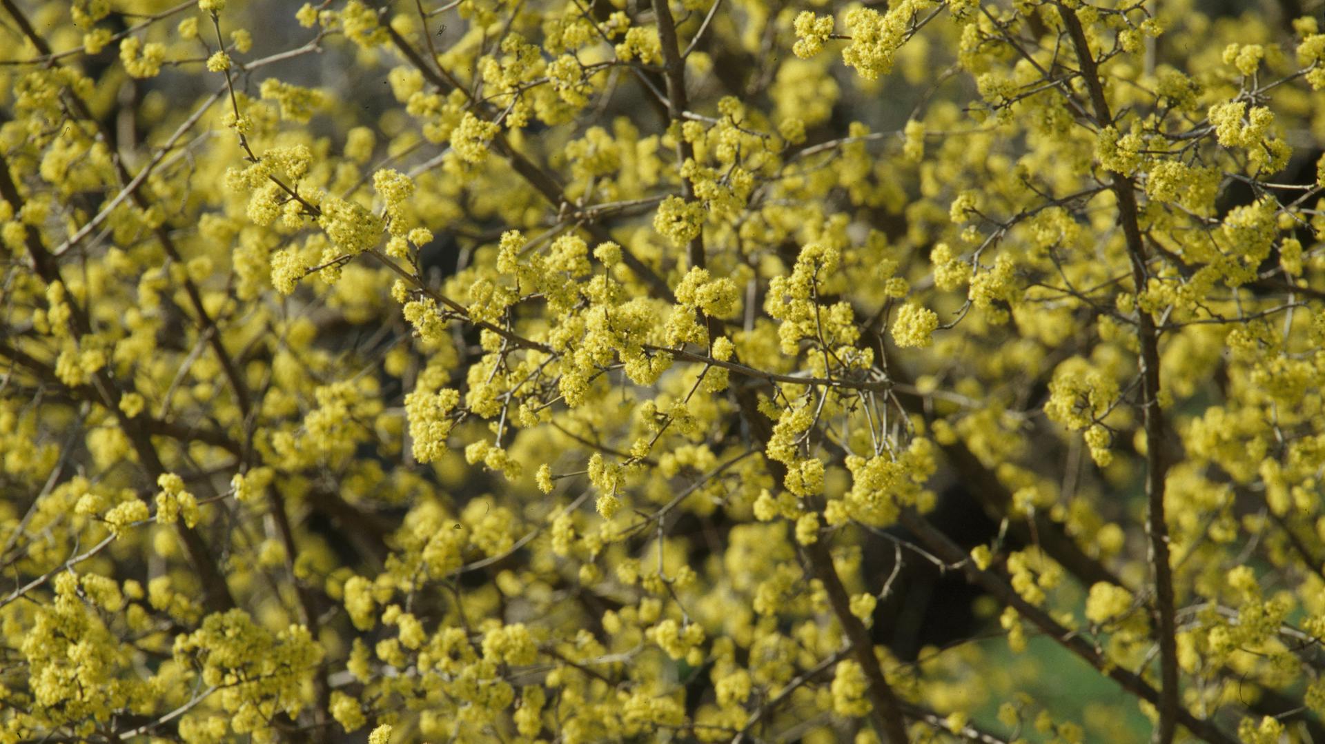 Gelb blühende Kornelkirsche im Garten.
