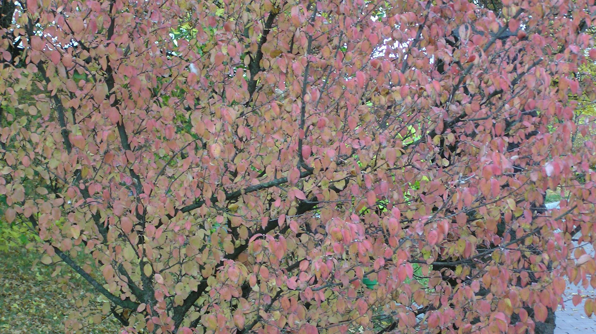 Kornelkirsche mit roten Blättern.