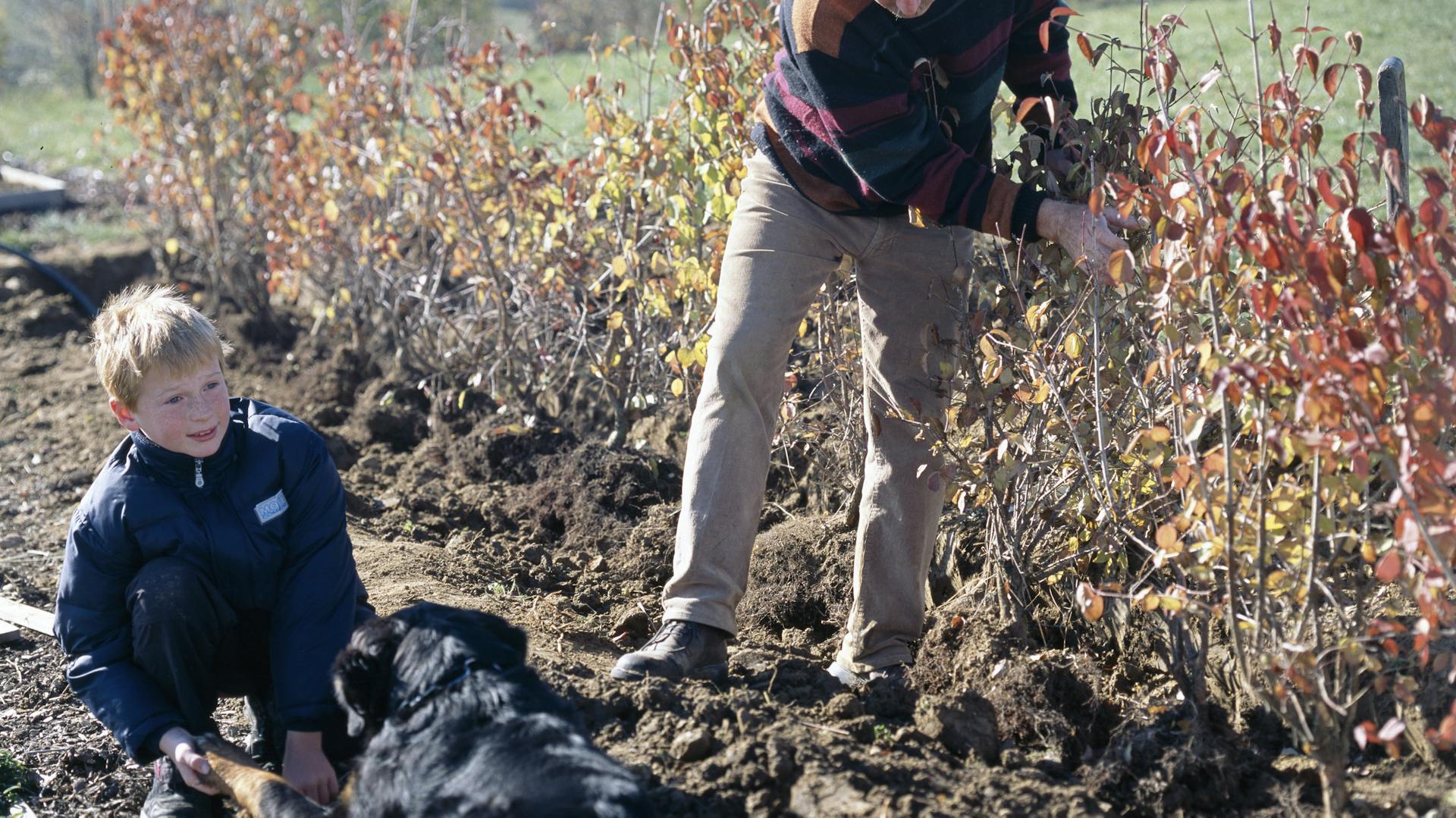Mann pflanzt Kornelkirsche als Hecke