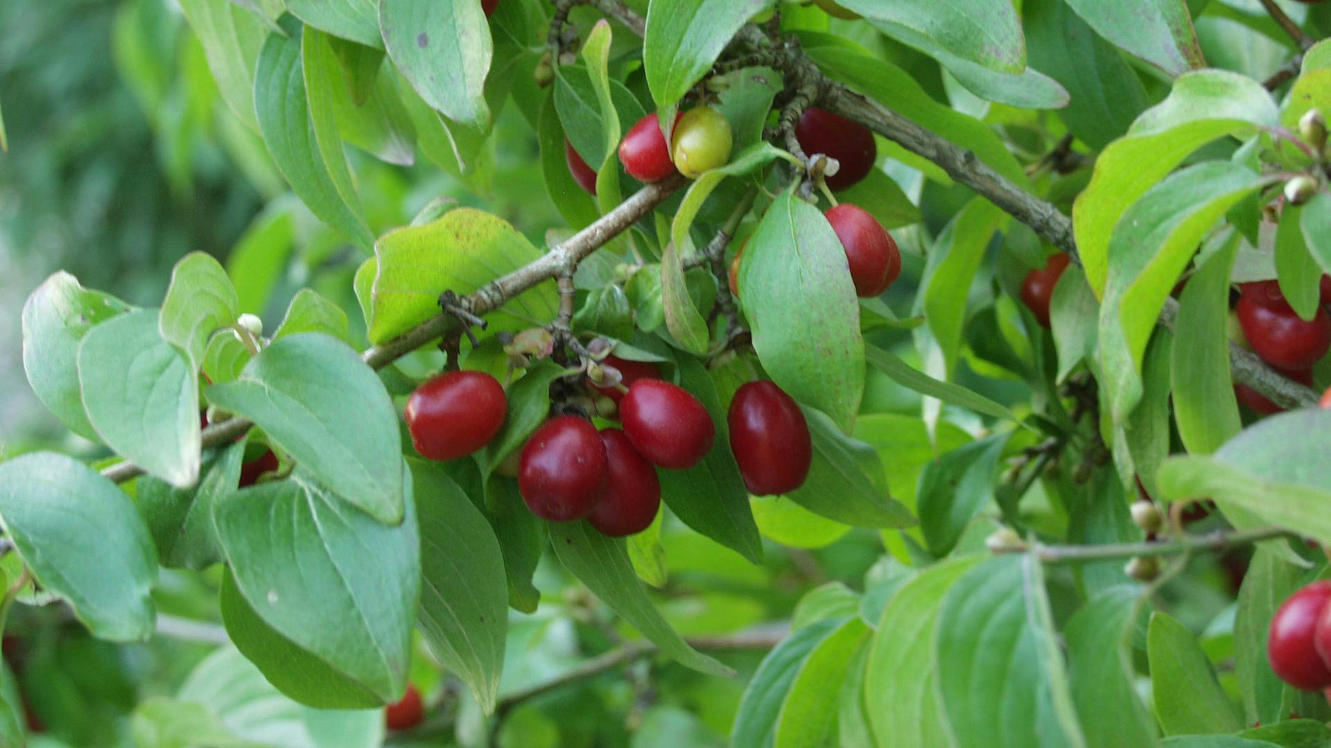 Kornelkirsche mit Früchten