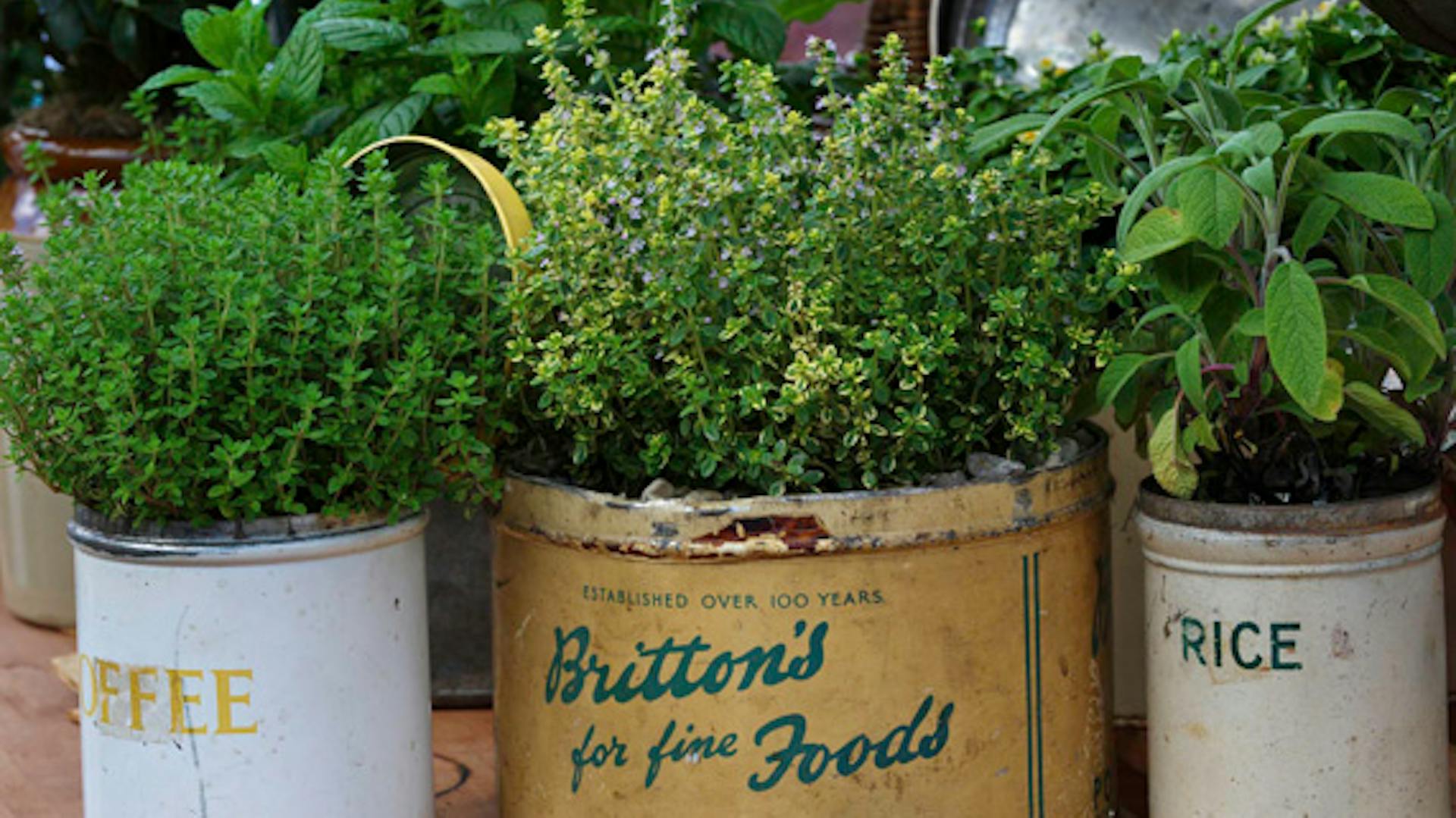 Grüne Kräuter sind in verschiedenfarbigen Blechdosen gepflanzt.