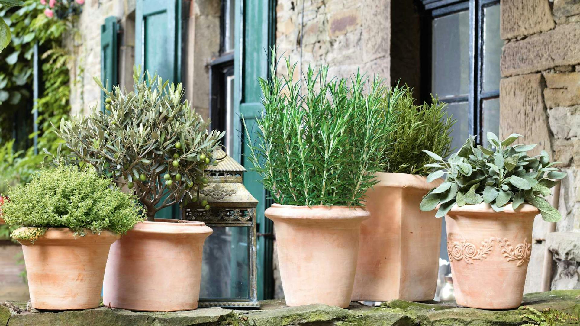 Verschiedene Kräuter in Töpfen aus Terrakotta auf Terrasse