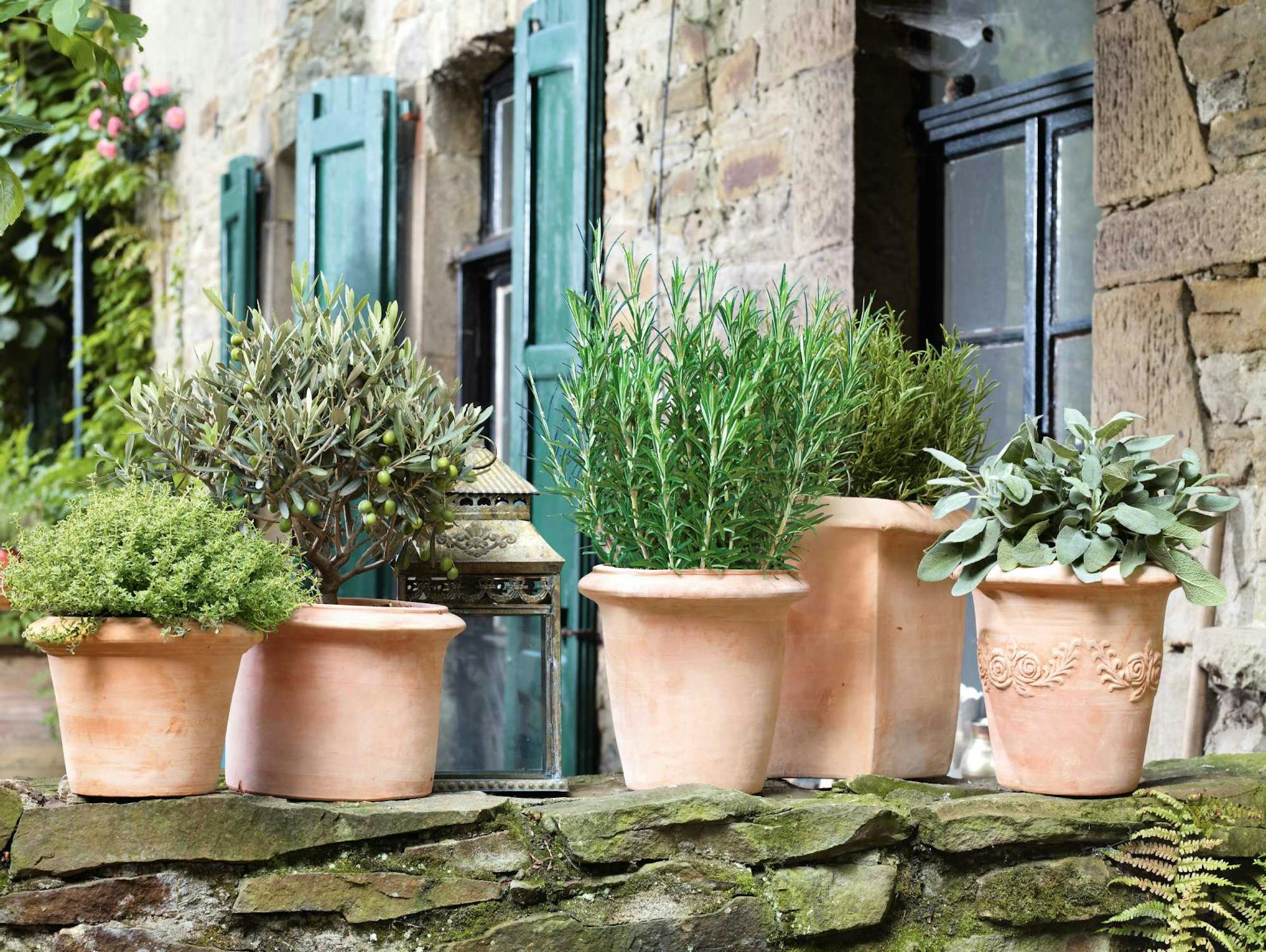 Erbe aromatiche su muro in vasi di terracotta