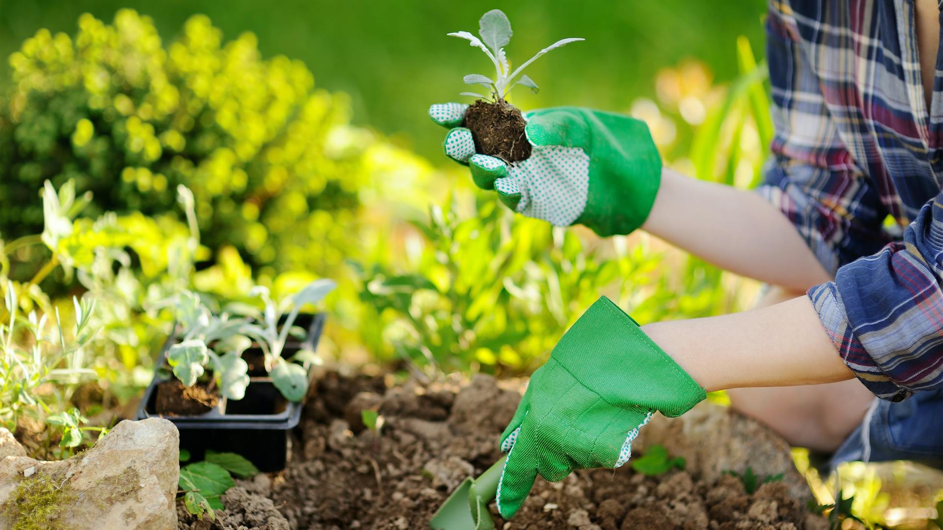 Frau pflanzt mit Schaufel junge Kräuter in ein Beet