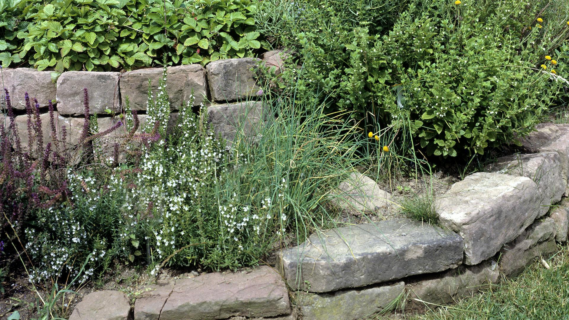 Kräuterschnecke aus Stein mit verschiedenen Kräutern