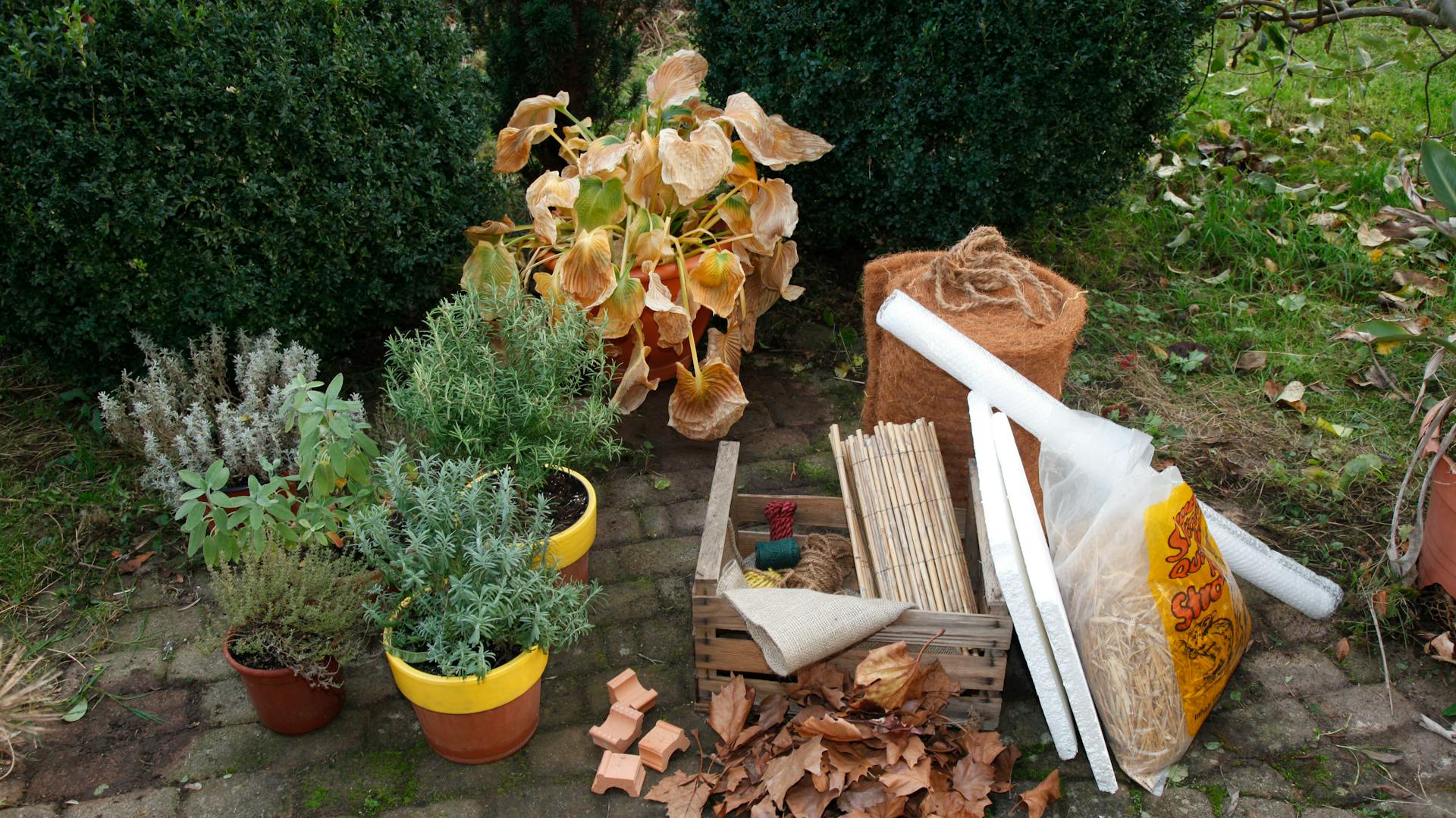 Diverse erbe aromatiche in vasi, fogliame, cassetta in legno, bambù e altri materiali sono pronti per la protezione invernale delle erbe aromatiche.
