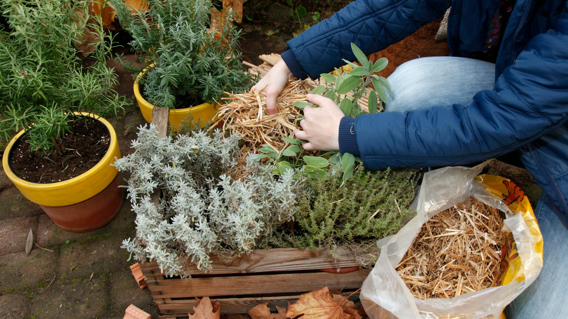 Appassionato di fai da te riempie con paglia gli spazi intermedi dei vasi per erbe aromatiche inseriti in una cassetta.