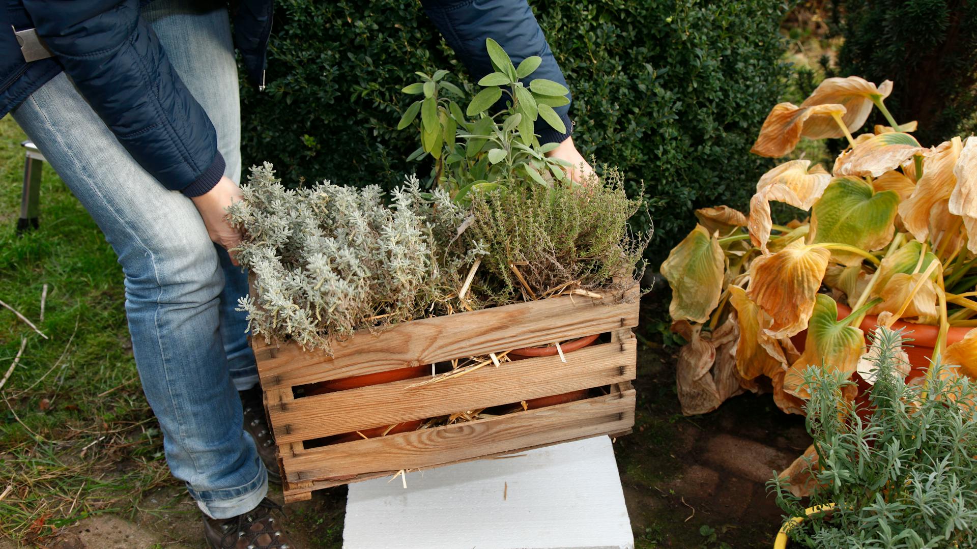 Appassionato di fai da te pone una scatola di erbe aromatiche e paglia su un pannello di polistirolo.