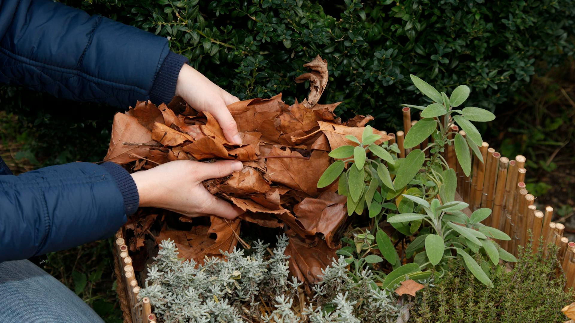 Appassionato di fai da te copre le erbe imballate nella cassetta di legno con fogliame secco.