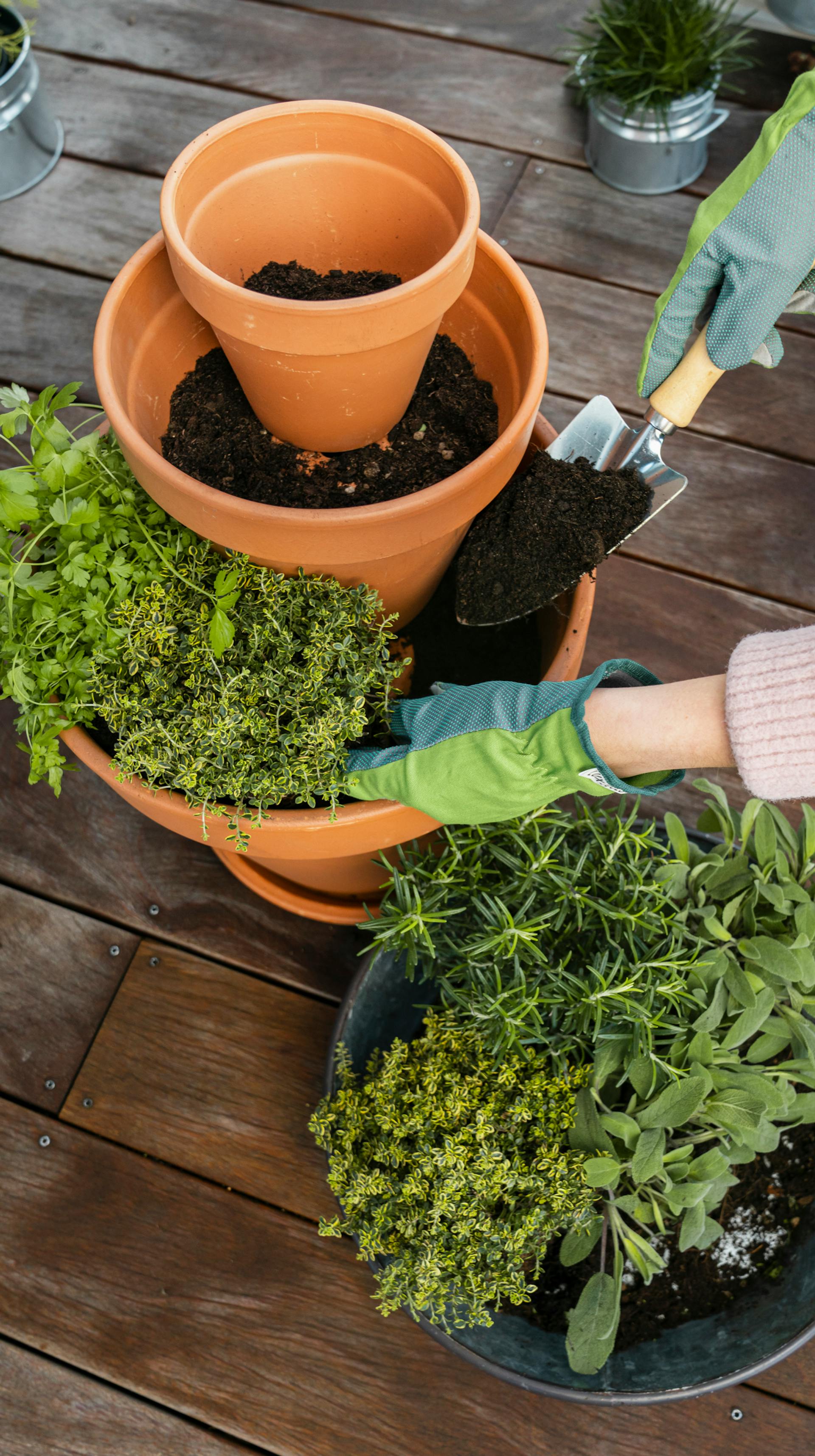 Una torre di vasi per erbe aromatiche viene riempita con terriccio
