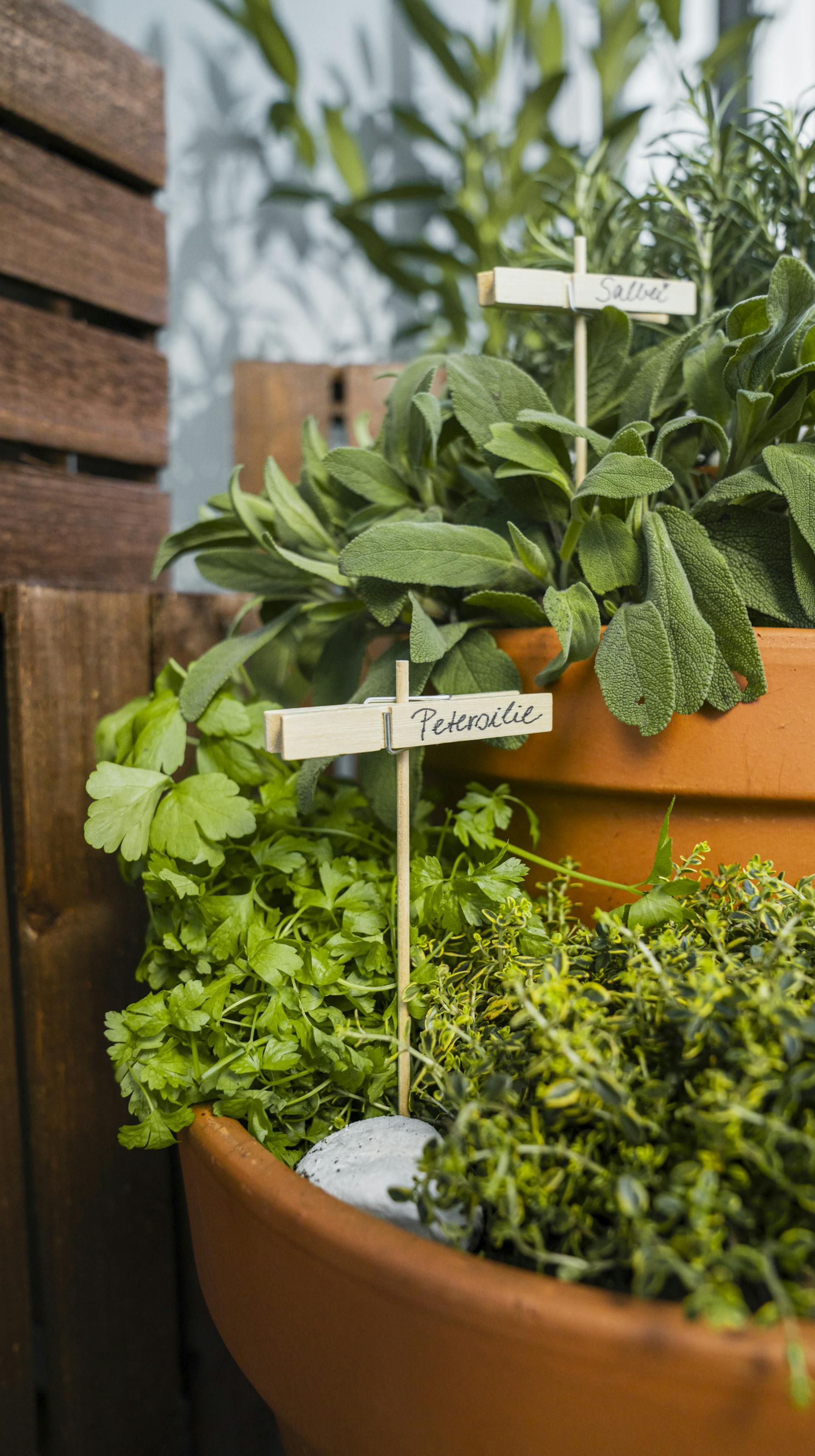Prezzemolo e salvia in torre di vasi per erbe aromatiche