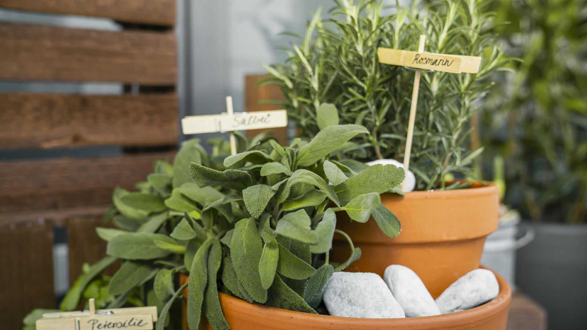 Erbe aromatiche in una balconiera