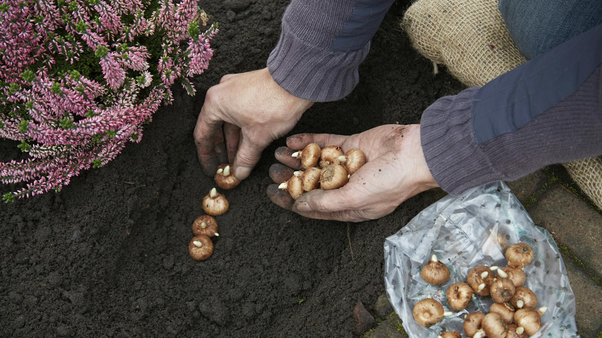 Zwiebeln des Krokus im Beet