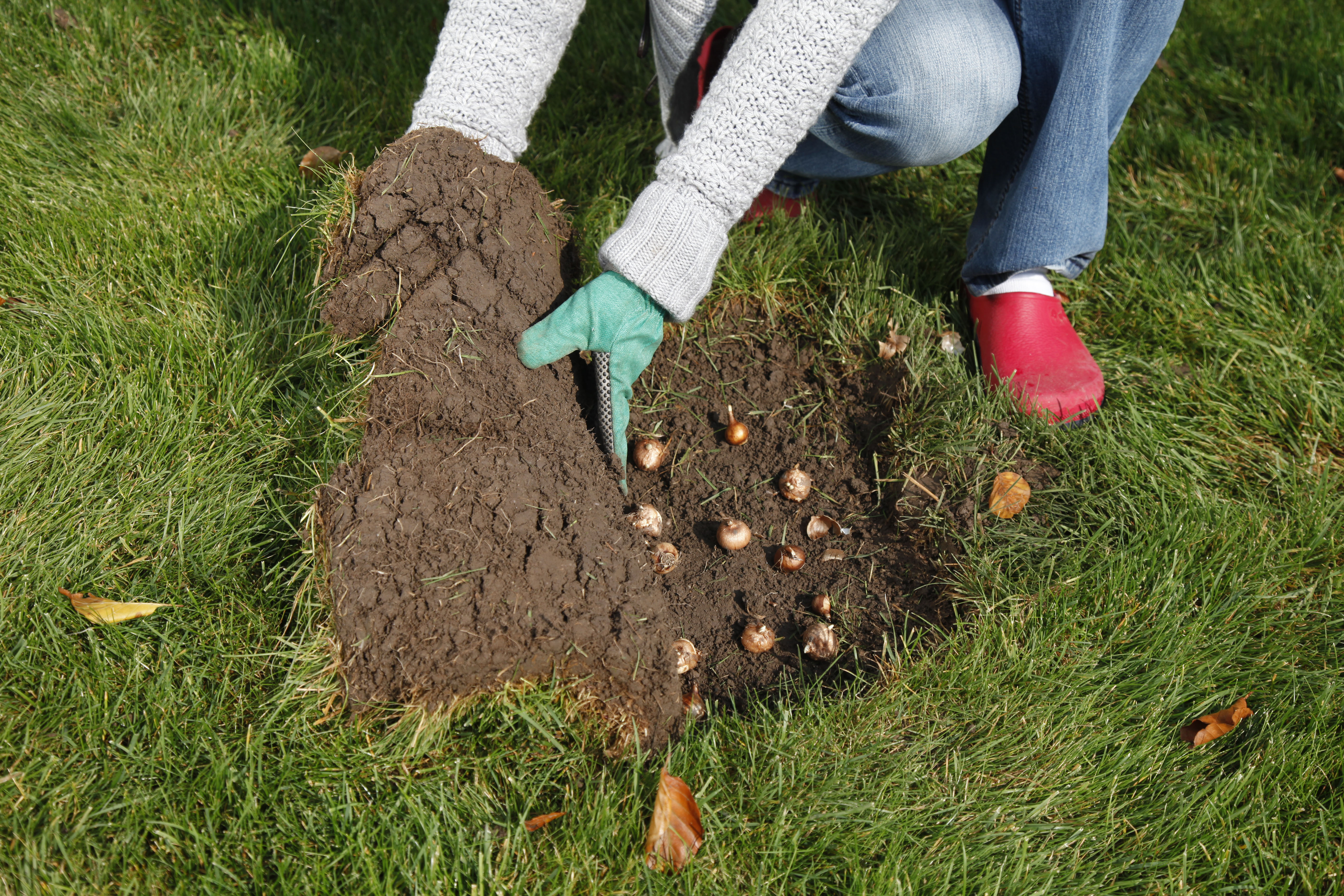 Krokus Eigenschaften und Tipps im Überblick OBI