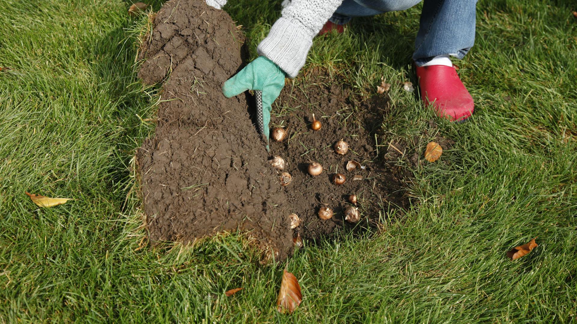 Eine Person pflanzt Krokusse unter eine Rasenschicht.
