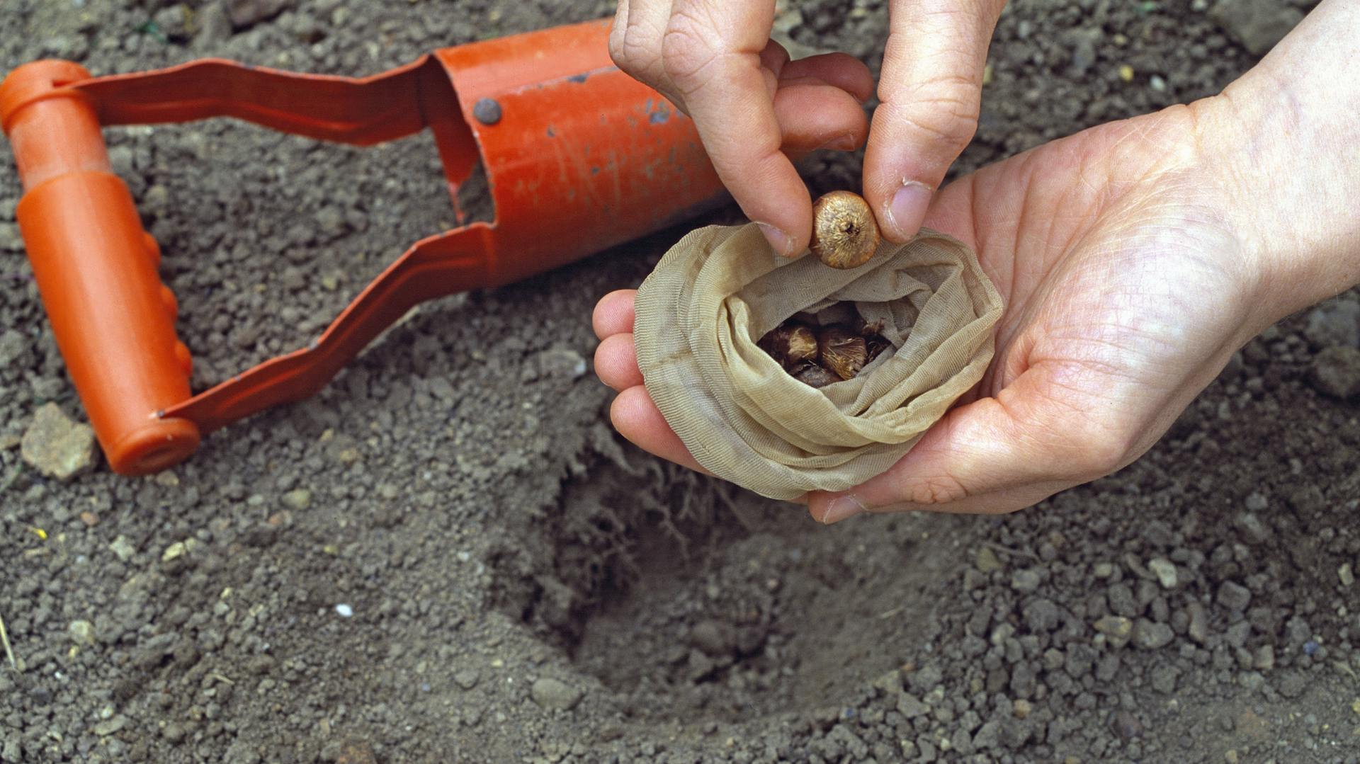 Krokuszwiebeln in Strümpfen pflanzen