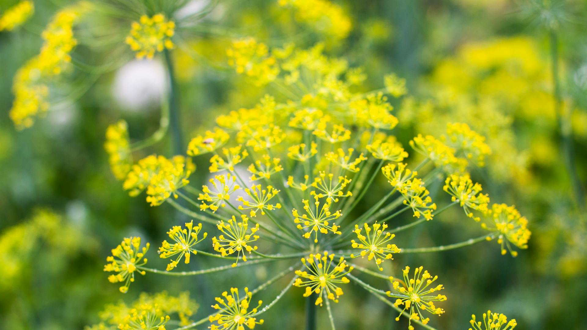 Nahaufnahme eines Dills mit gelb blühenden Blüten.