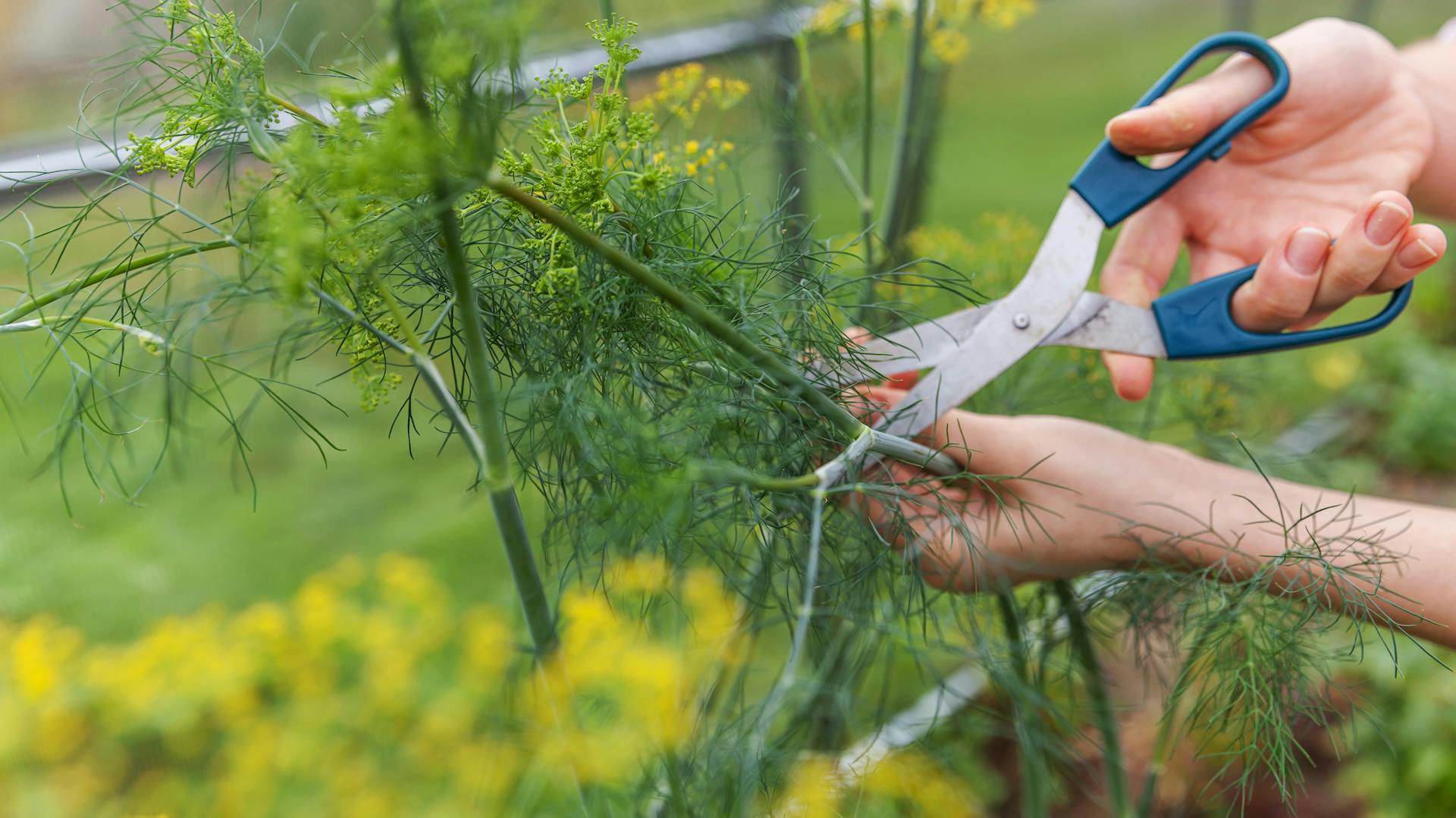 Jemand schneidet Dill mit einer Küchenschere.