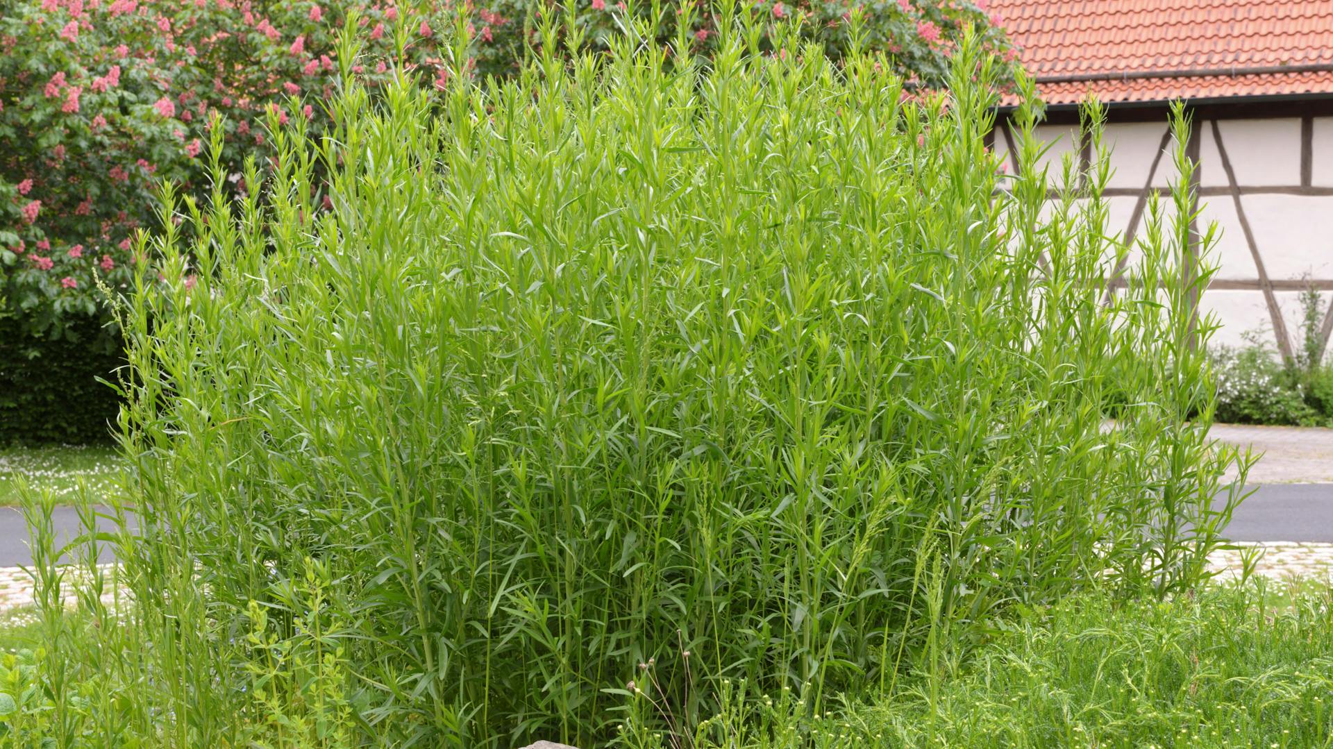 Großer Estragon-Strauch im Garten