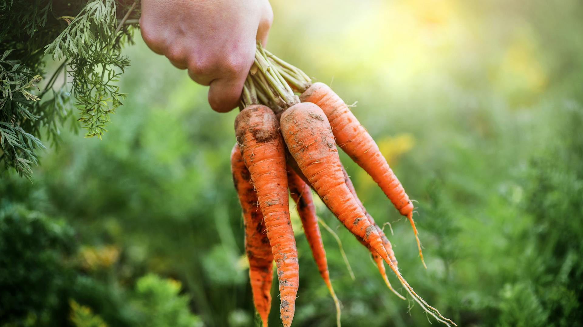 Frisch geerntete Möhren