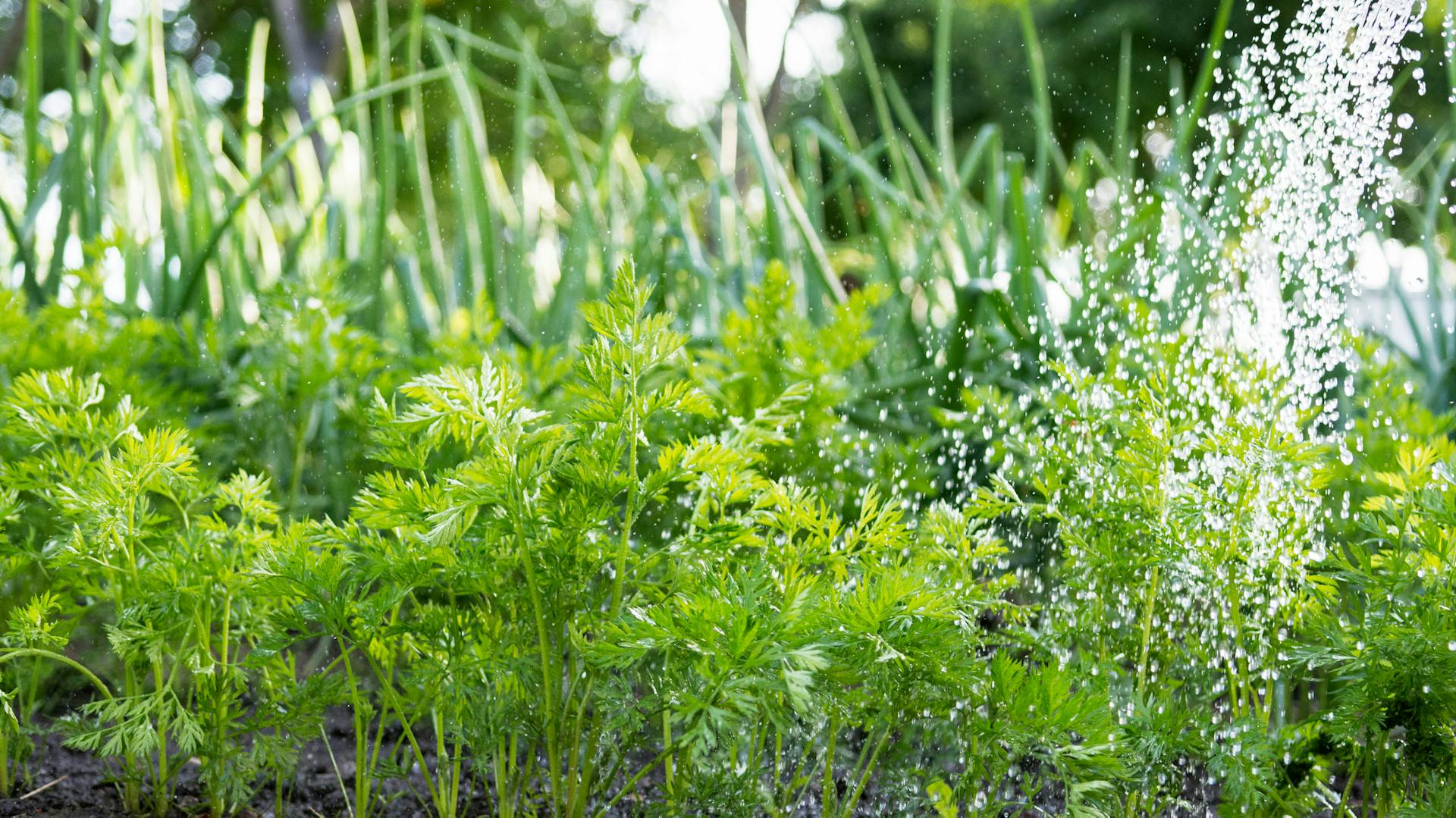 Gepflanzte Möhren werden im Beet gegossen.