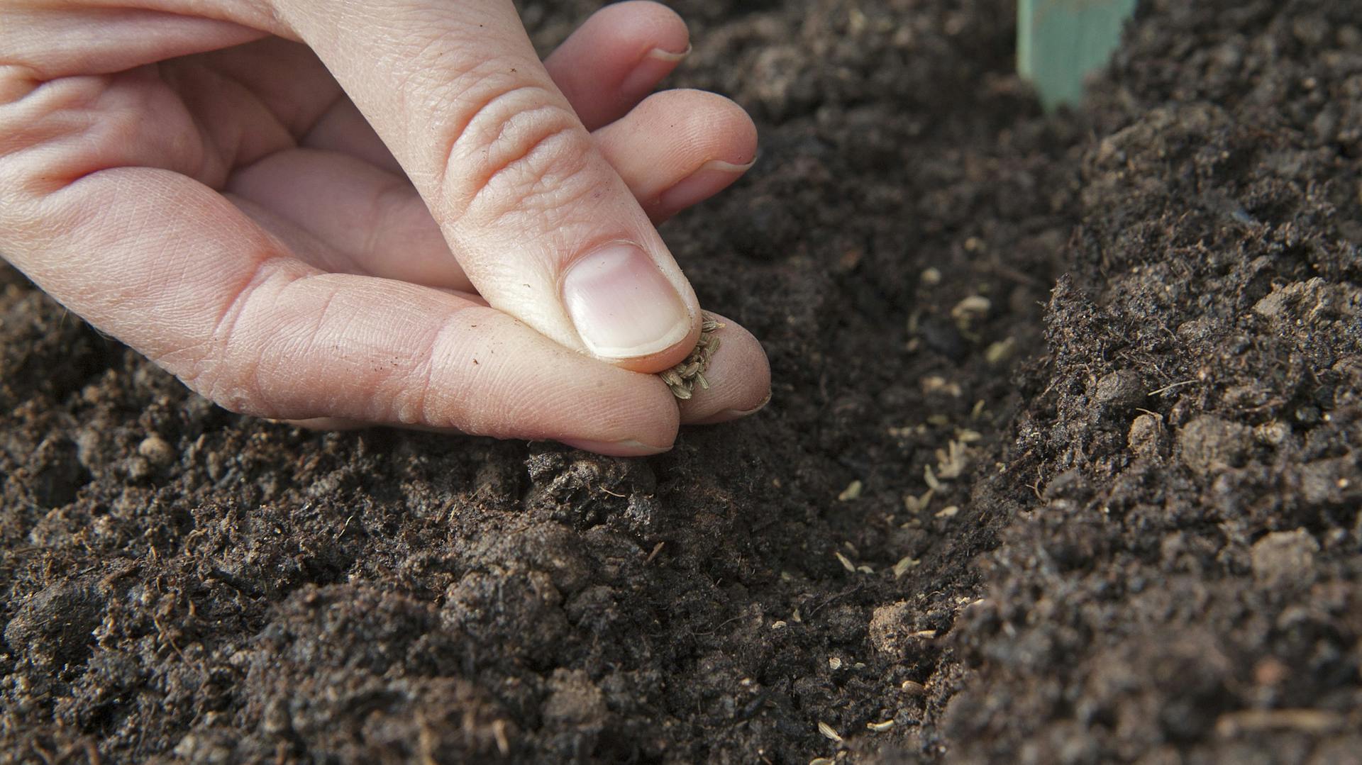 Möhren werden ausgesät