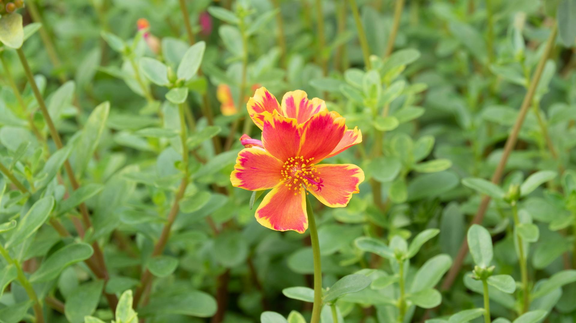 Blühender Portulak im Beet.