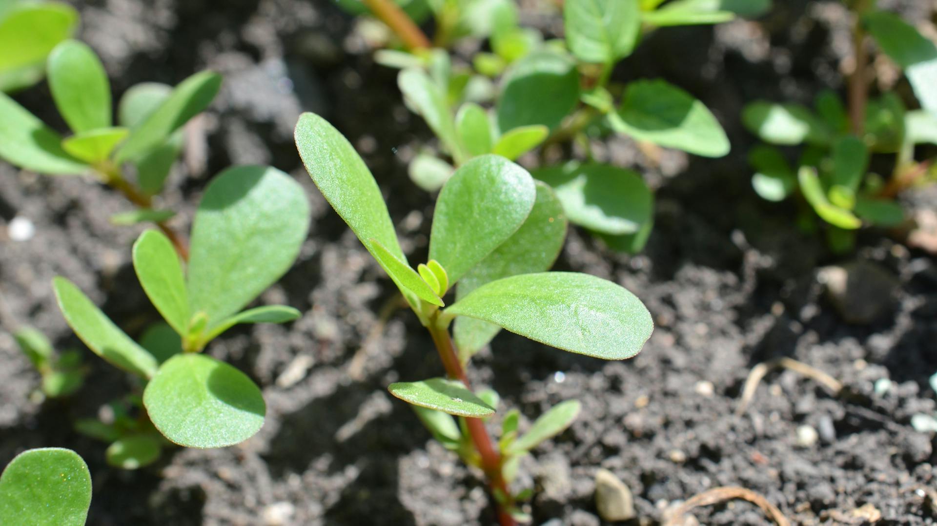Junger Portulak wächst im Beet.